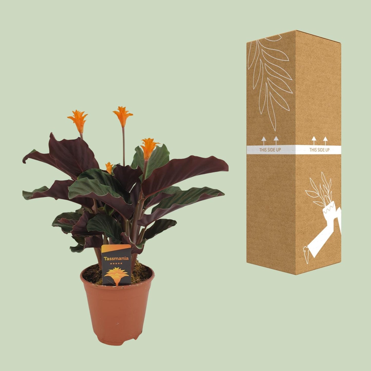 Calathea Crocata – Pflegeleichte & farbenfrohe Zimmerpflanze Ø14cm
