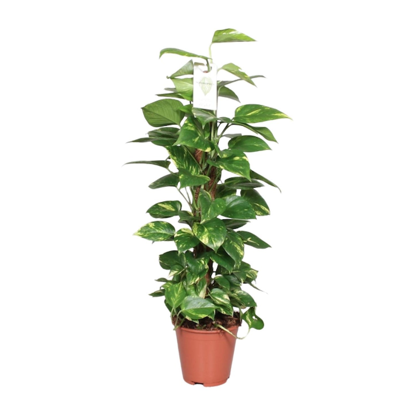 Epipremnum Pinnatum Mosstok 80cm – Goldene Efeutute