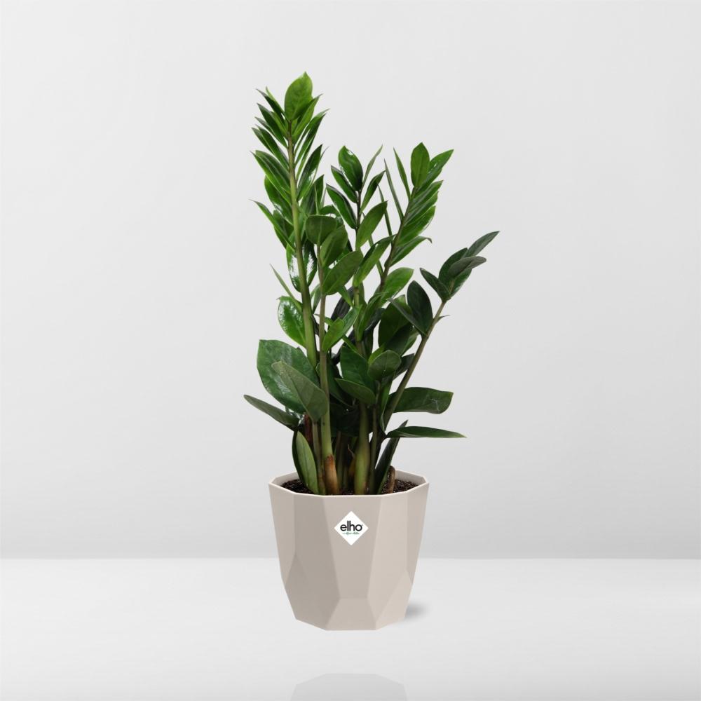 Zamioculcas (ZZ-Pflanze) 45-50 cm im ELHO b.for rock Topf