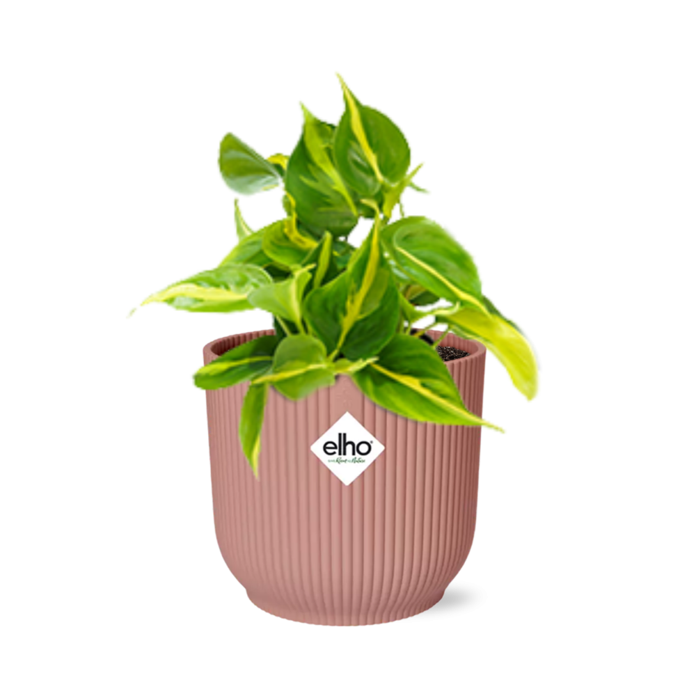 Philodendron Scandens ‘Brasil’ im ELHO Vibes Fold 14cm Topf rosa
