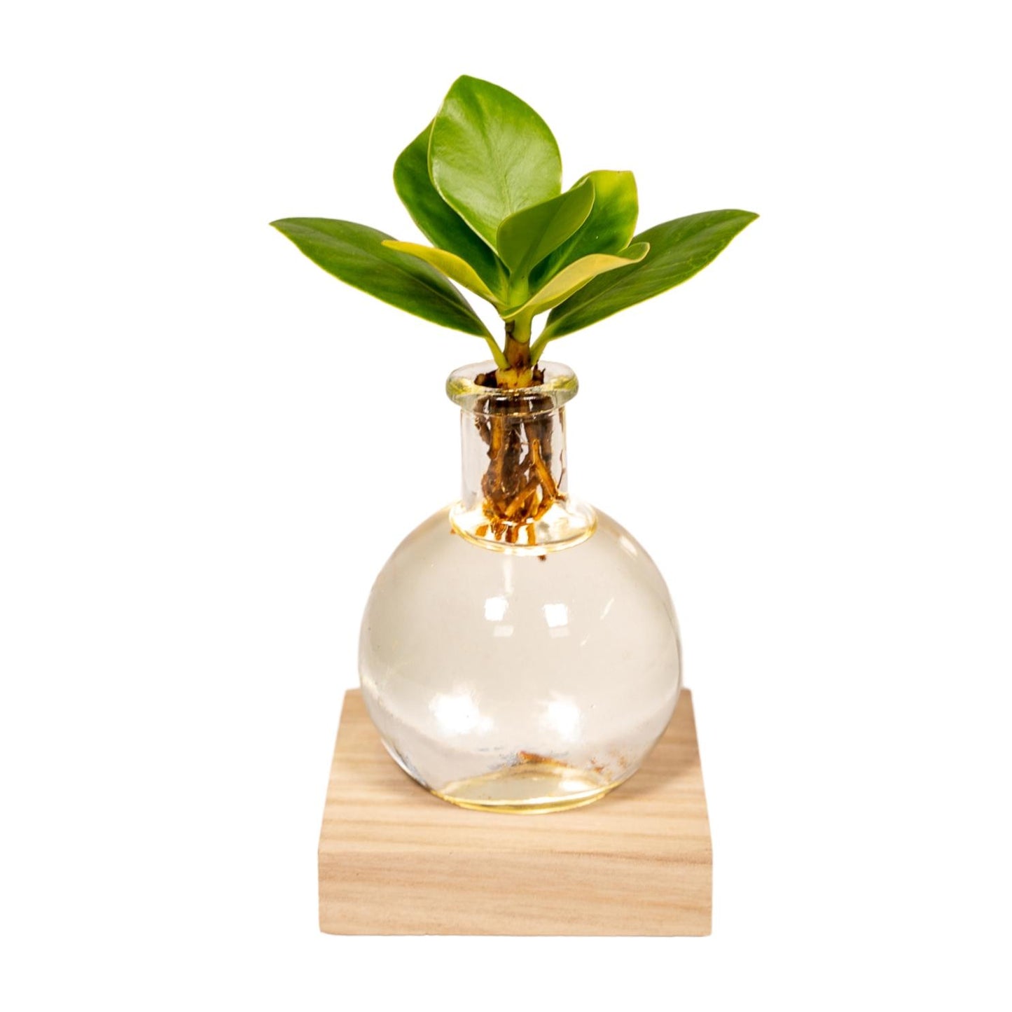 Clusia Hydroponie-Pflanzenmix mit LED-Beleuchtung Ø10cm