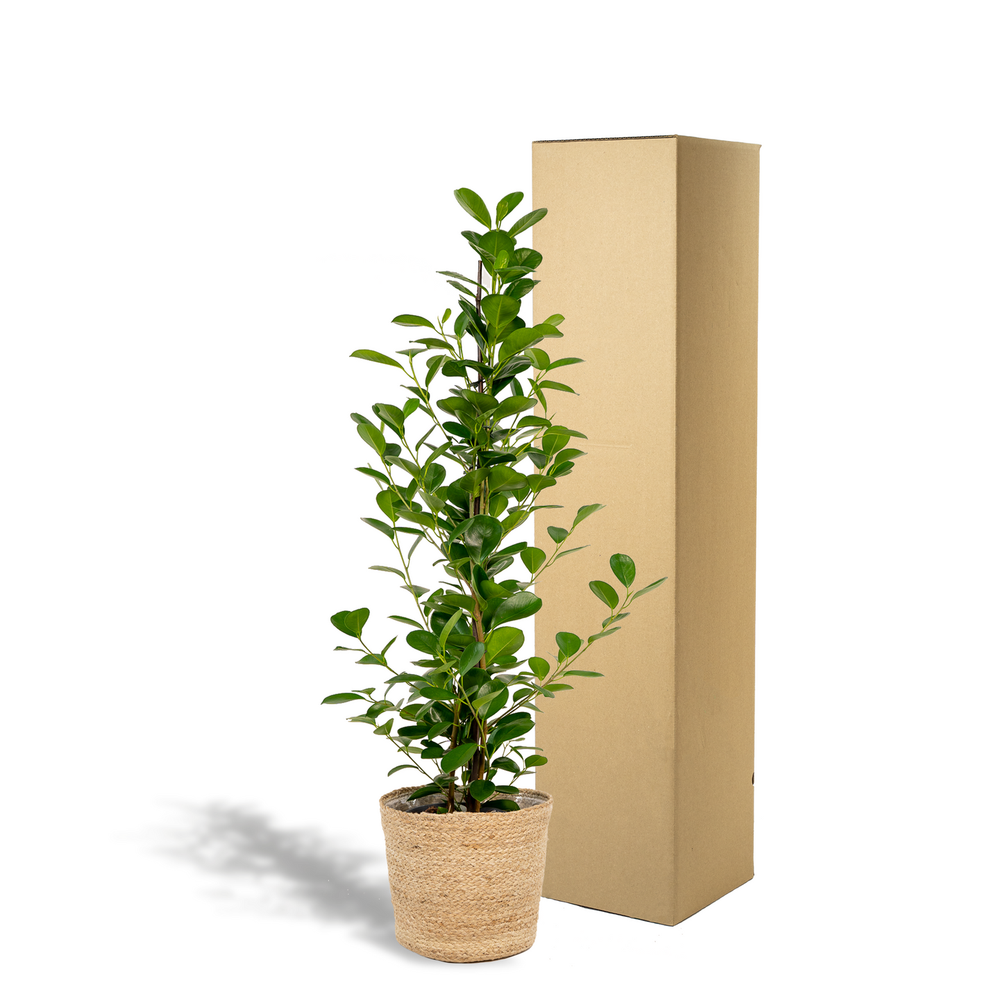 Ficus microcarpa Moclame Ø21cm – Luftreinigende Zimmerpflanze mit Korb