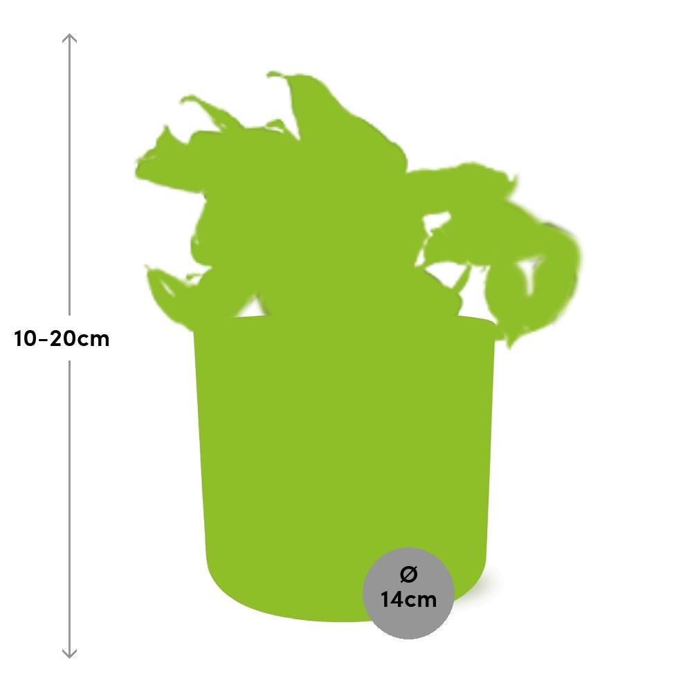 Epipremnum Pinnatum Happy Leaf in ELHO b.for soft Rond 14cm Brique