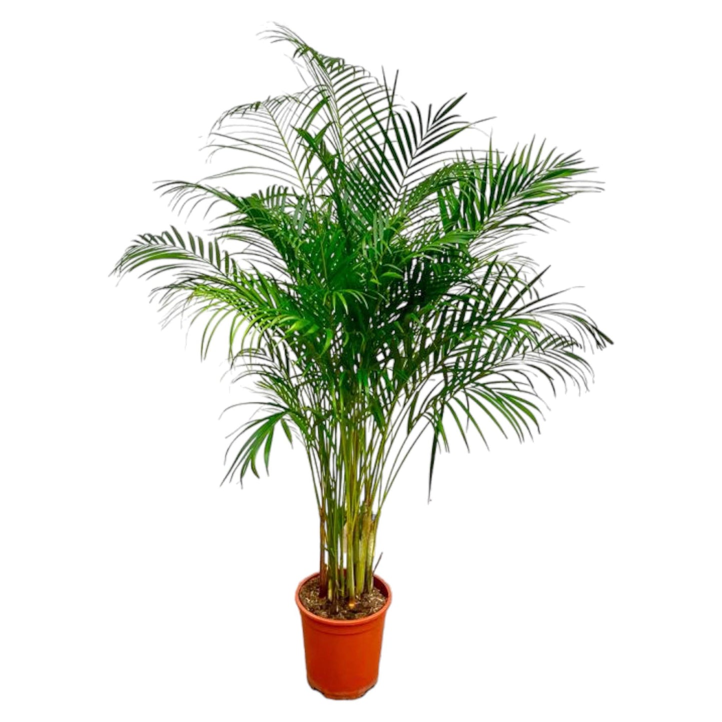 Dypsis Lutescens (Areca-Palme) – 180 cm, ø27 cm