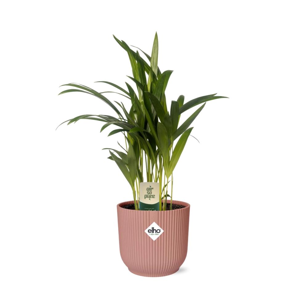 Dypsis Lutescens (Bambuspalme) 12cm in ELHO Vibes Fold 14cm roze