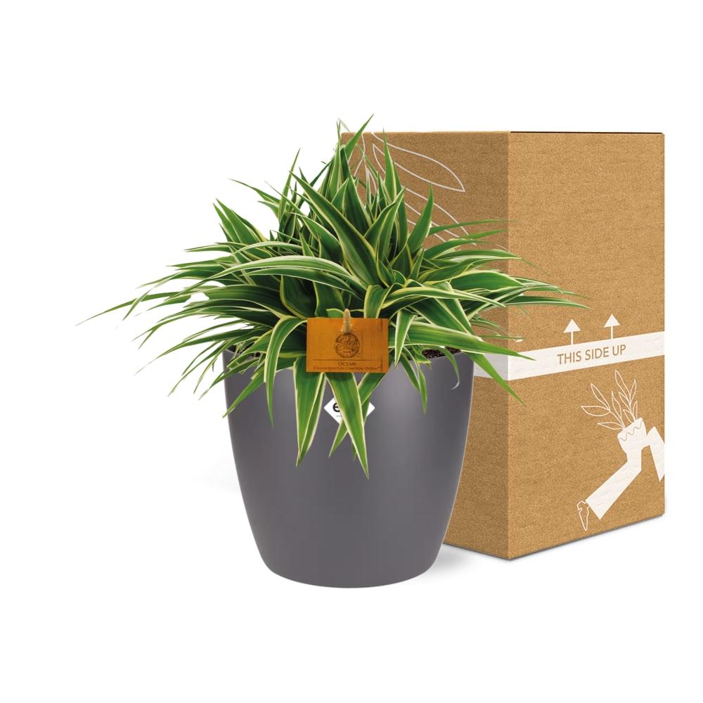 Chlorophytum Ocean 15cm – pflegeleichte Spiderpflanze im ELHO Topf