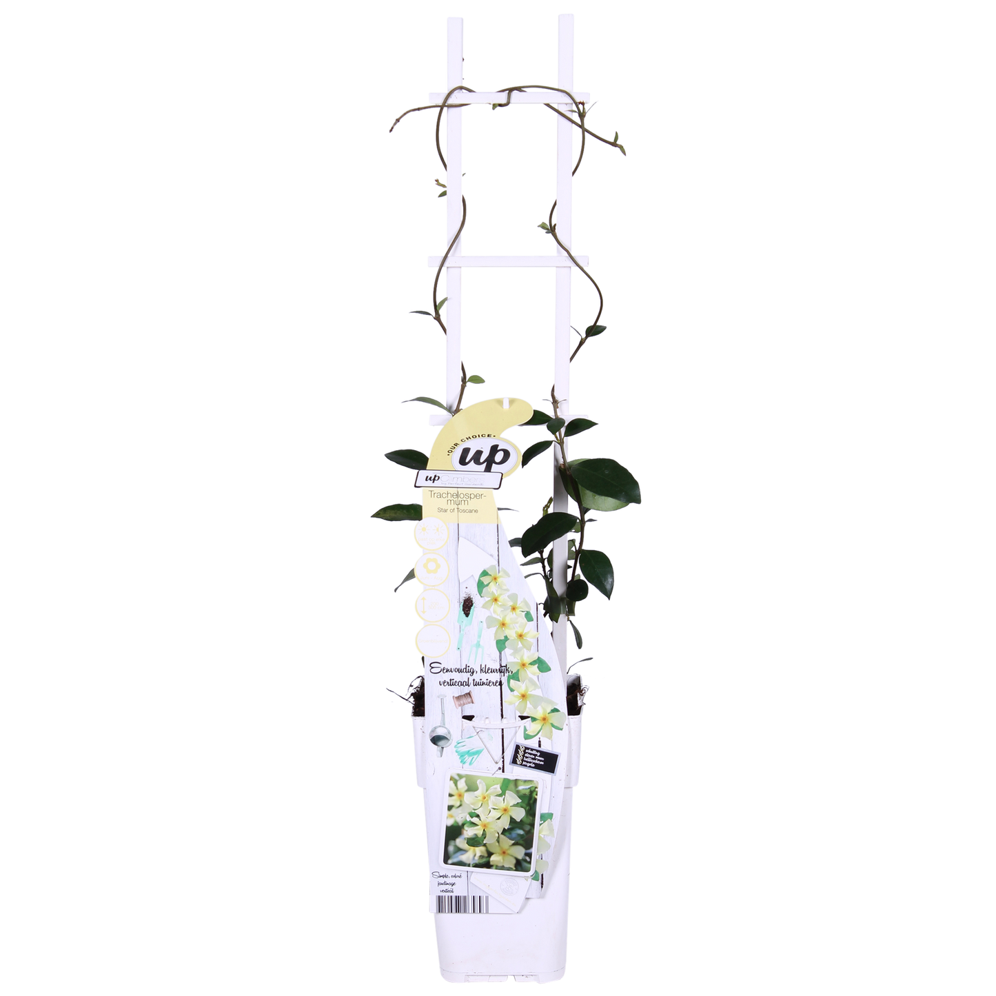 2x Trachelospermum 'Star of Toscana' – Duftende Kletterpflanze Ø15cm