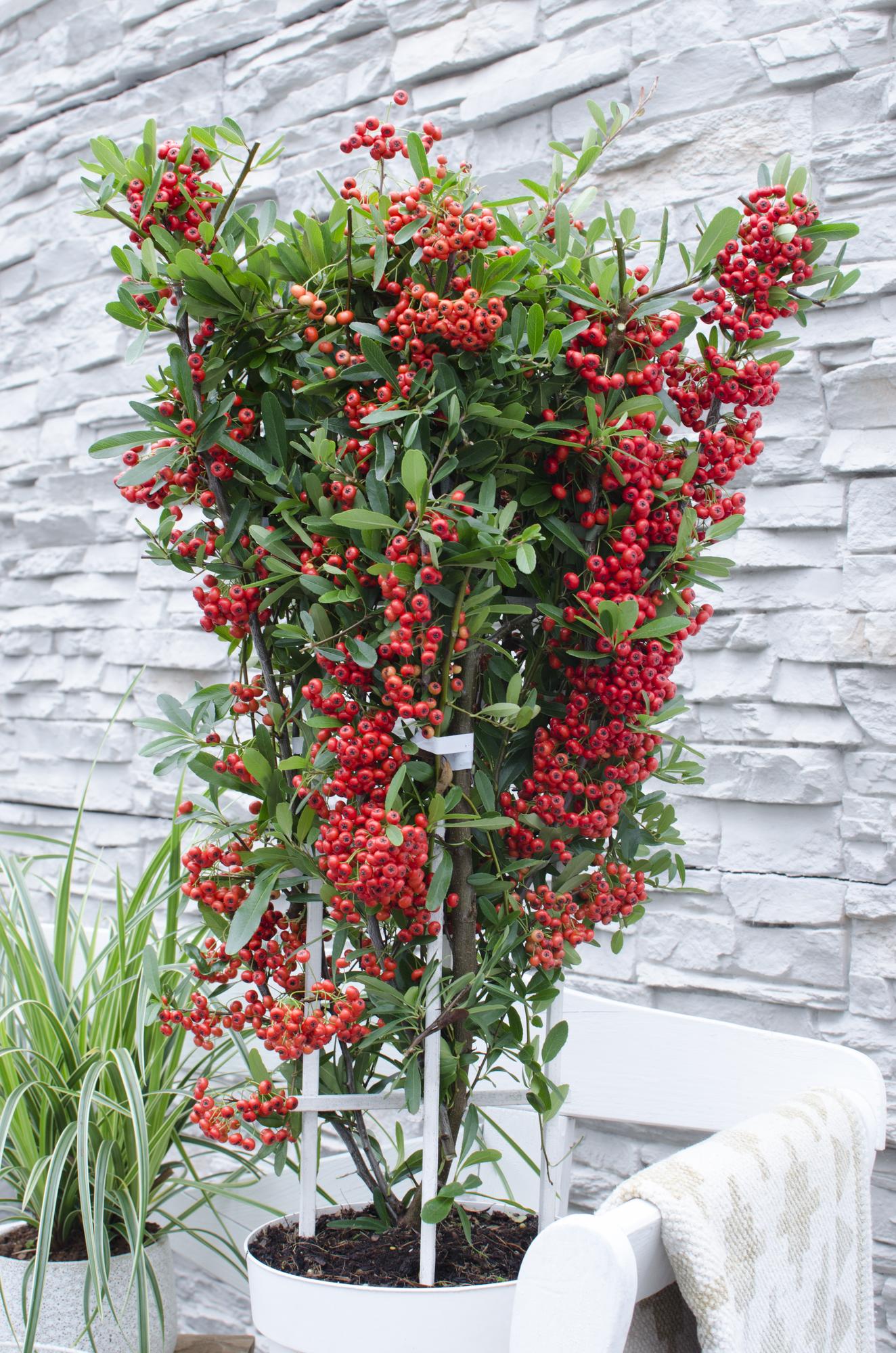 Pyracantha coccinea Red Star – Immergrüner Feuerdorn mit roten Beeren