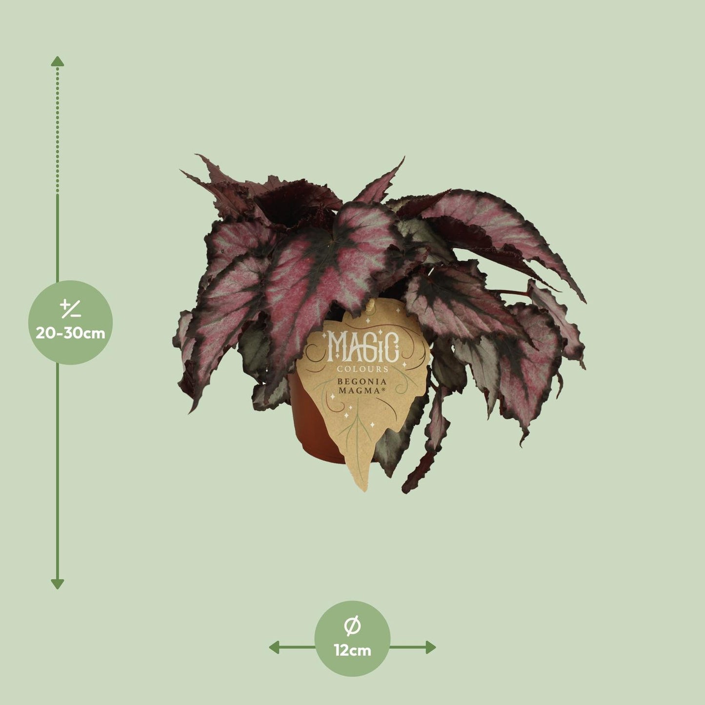 Begonia Rex Magma – Bunte, pflegeleichte Zimmerpflanze Ø12 cm