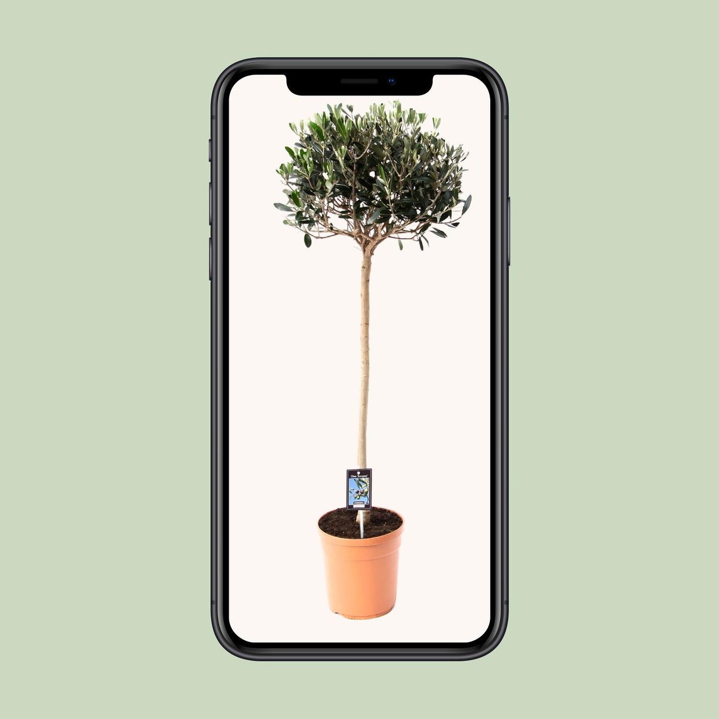 Gemeine Olive Olea – Ø19cm Topf, ca. 80cm hoch