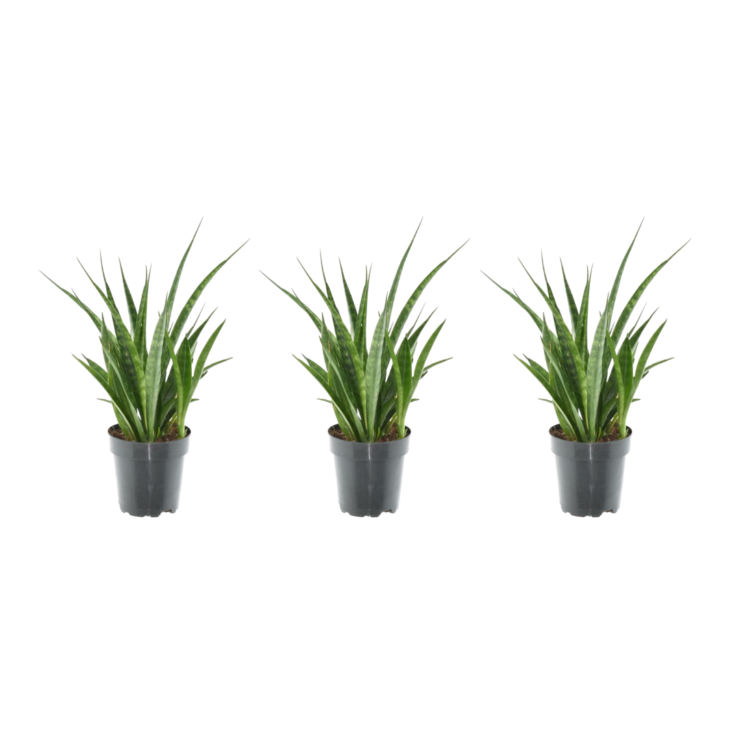3x Sansevieria Kirkii – Pflegesicher & Modern (38 cm)