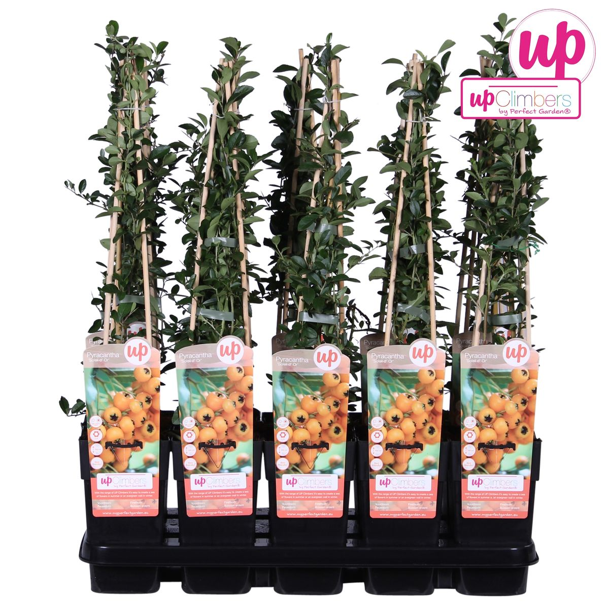 Pyracantha 'Soleil dOr' – Pflegeleichter Zierstrauch Ø15cm