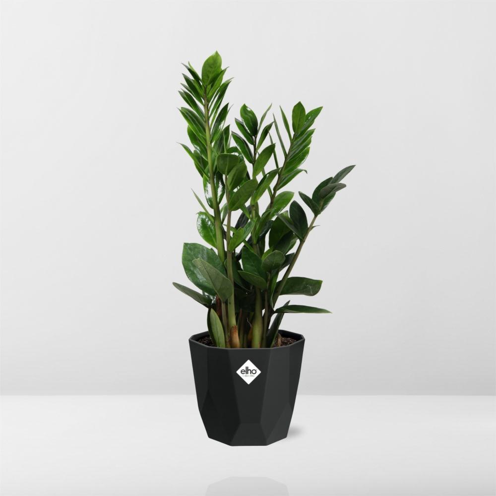 Zamioculcas – Pflegeleichte ZZ-Pflanze im schwarzen Topf