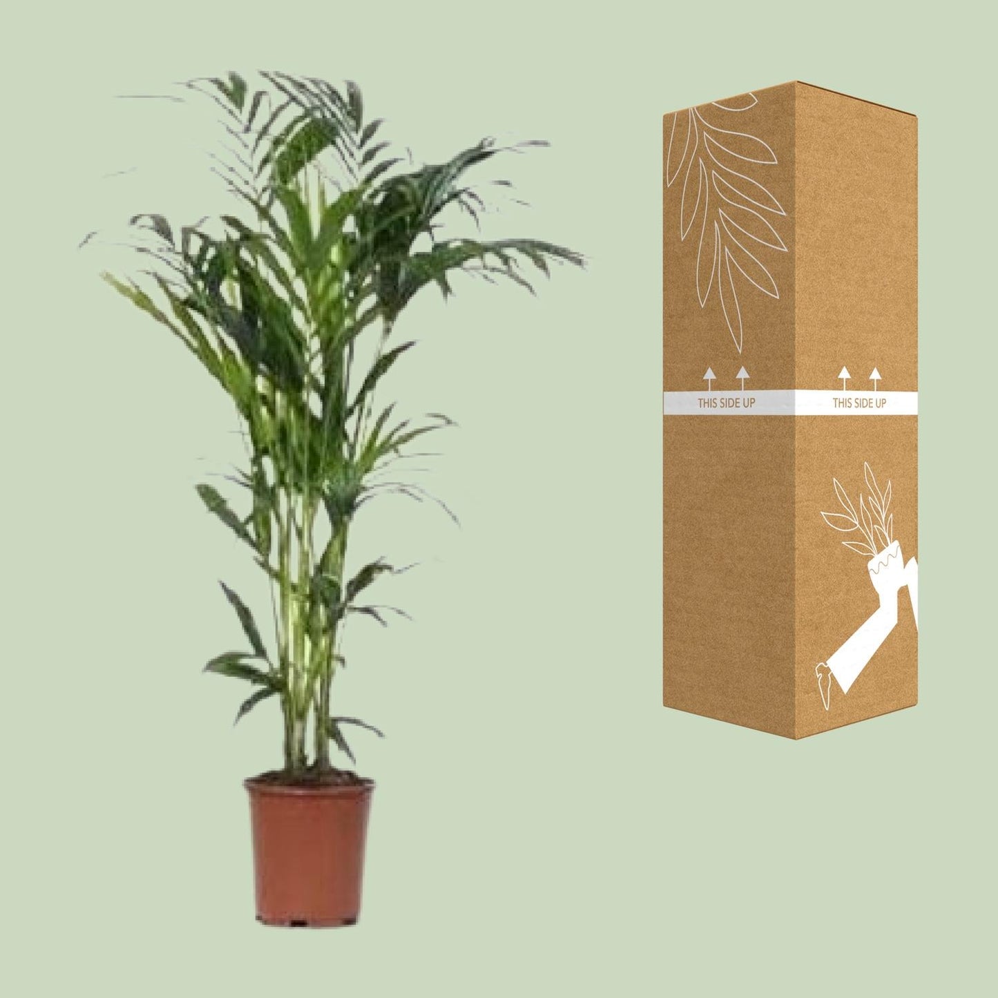 Howea Kentia-Palme Ø24cm – 140cm elegant & pflegeleicht