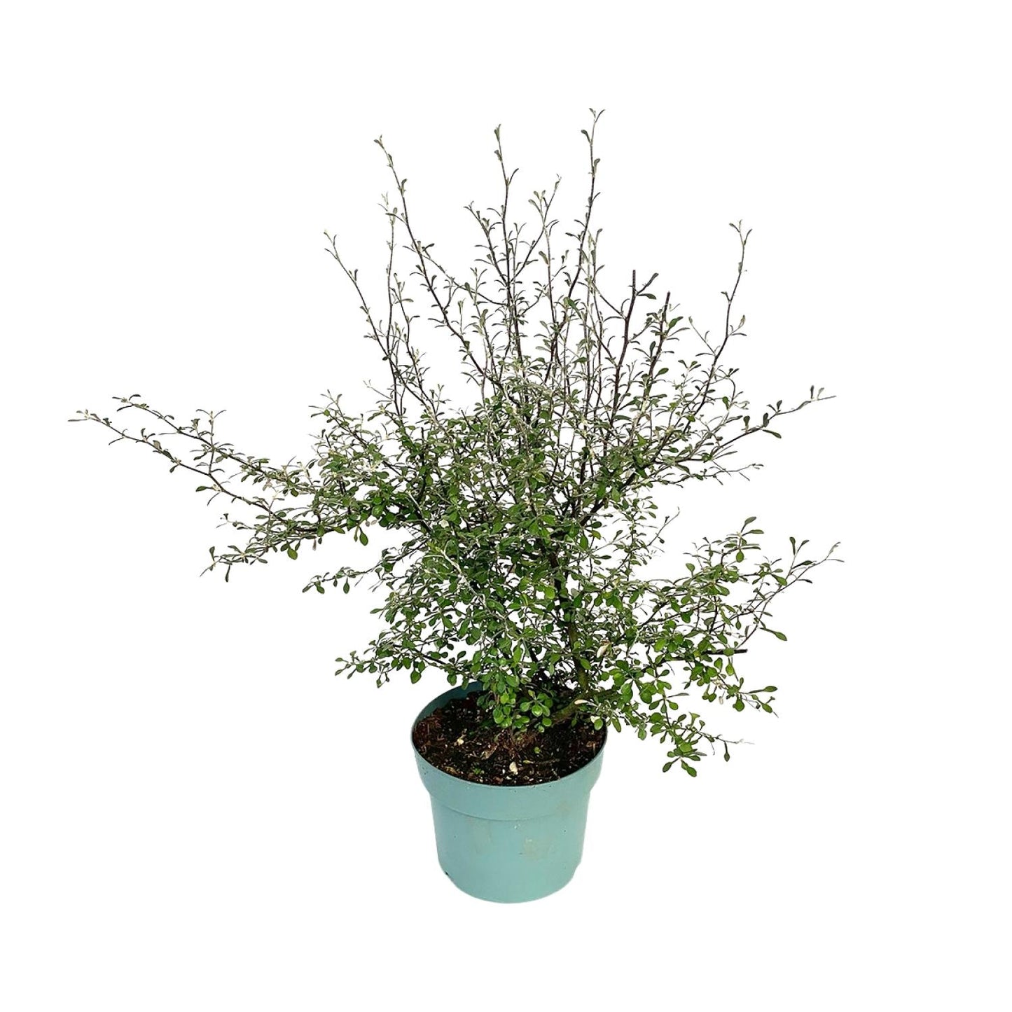 Zigzag-Pflanze Corokia – Ø17cm Topf, 60cm hoch