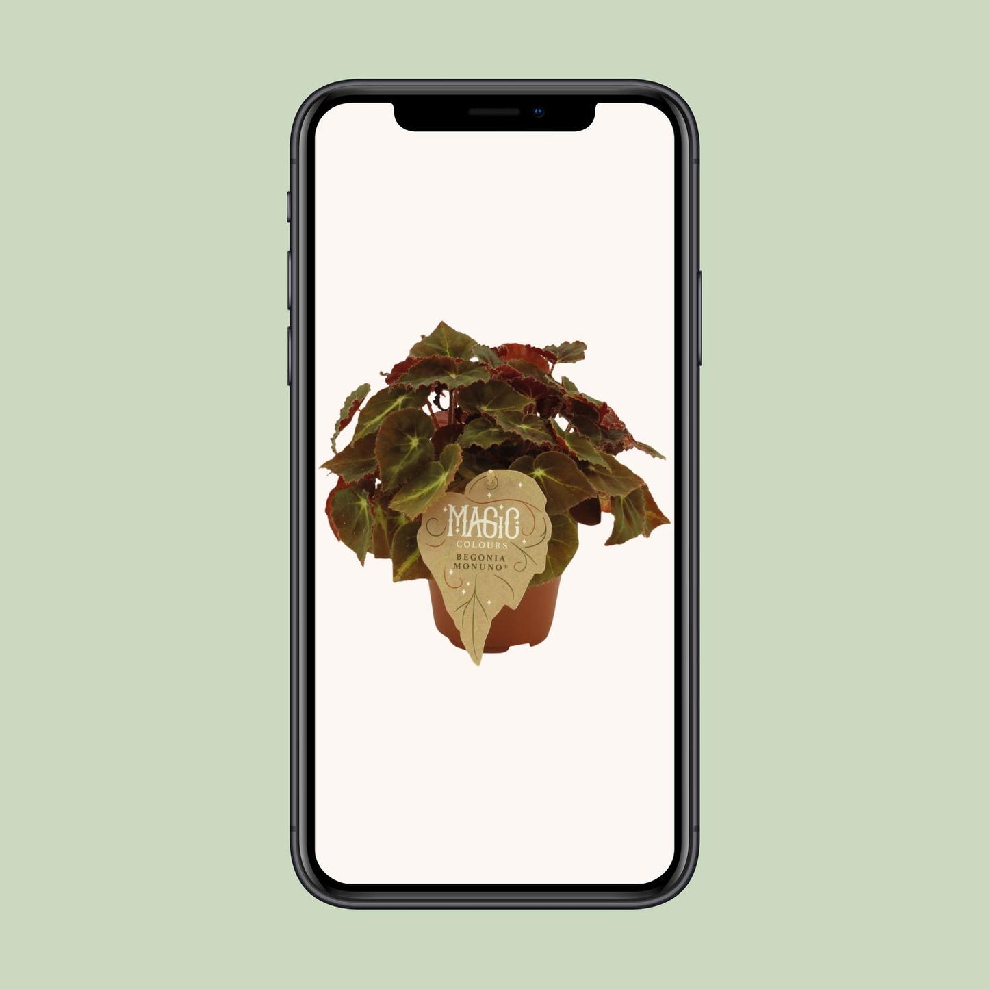 Begonia Rex Montuno – Pflegeleichte, dekorative Begonie Ø12 cm