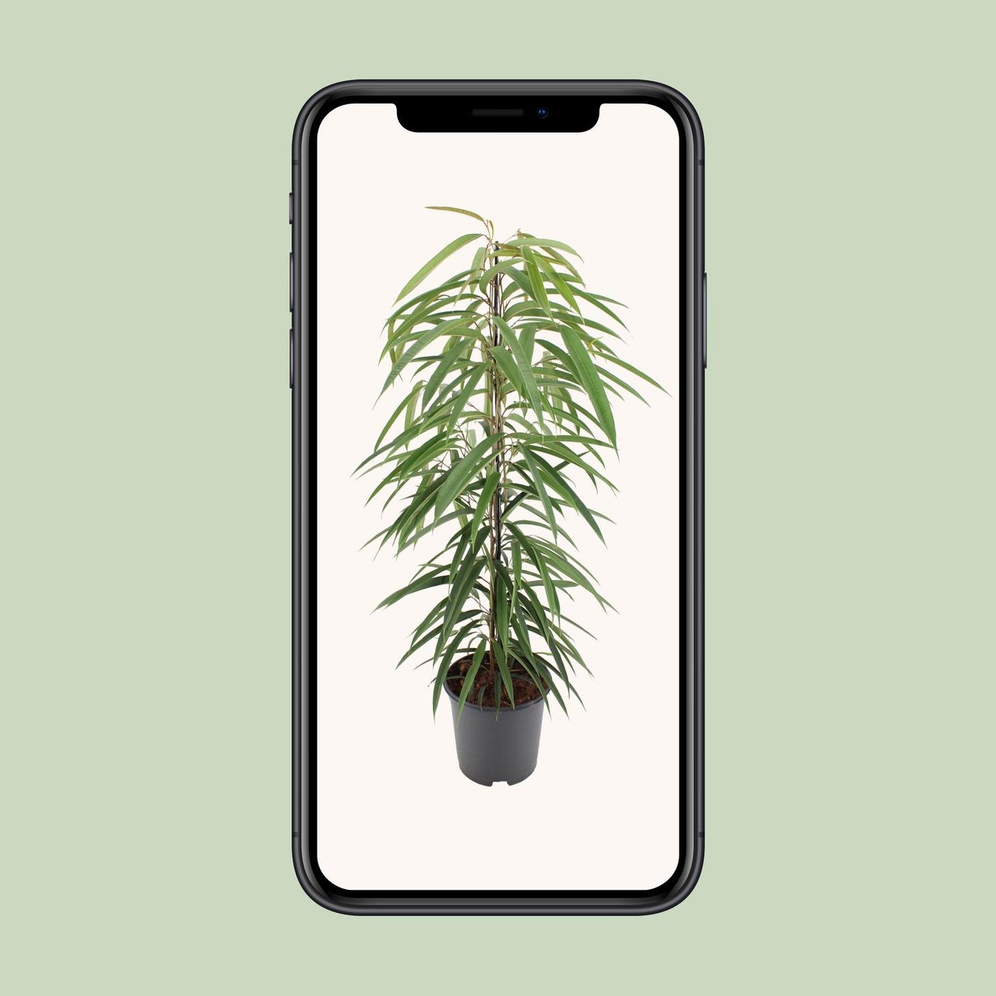 Ficus Binnendijkii Alii – Pflegeleichter Zimmerbaum Ø21cm, 80cm