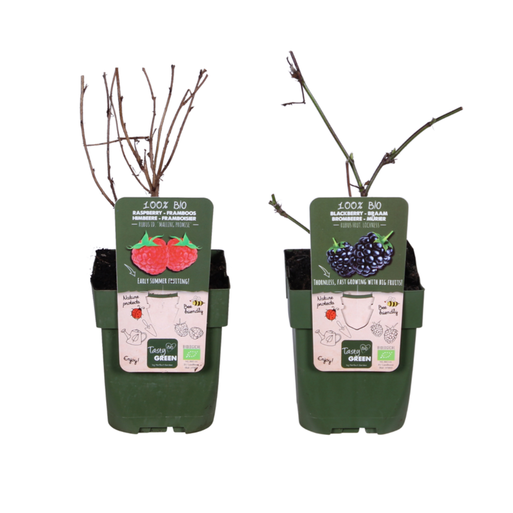 Bramen & Himbeeren Bio-Mix Lochness & Malling Promise
