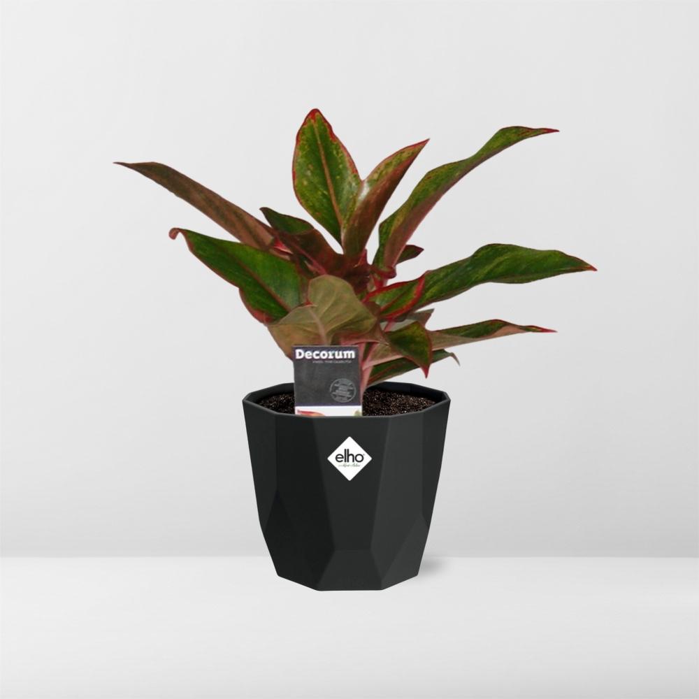 Aglaonema Crete – Pflegeleichte Zimmerpflanze im 14cm Topf