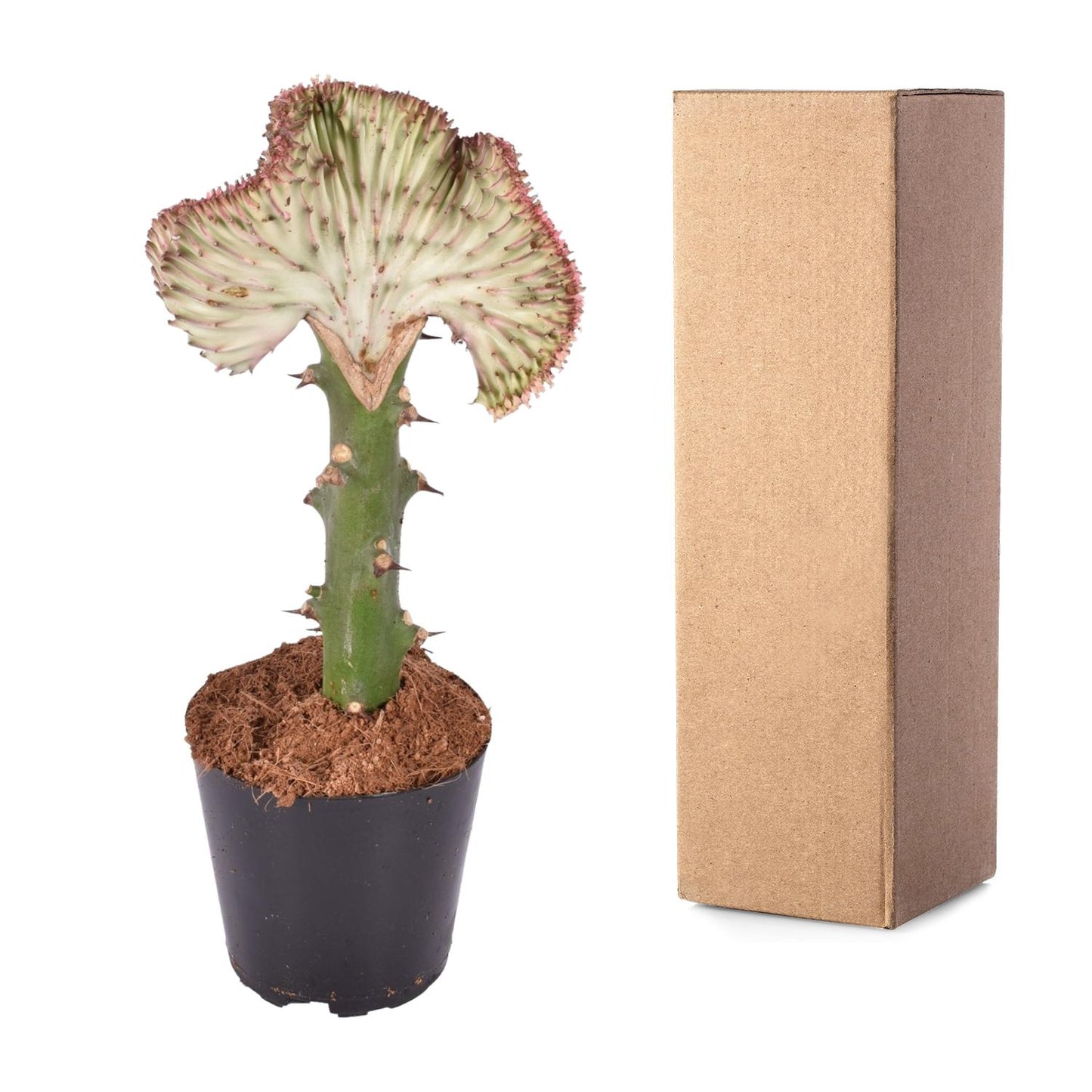 Euphorbia lactea Cristata – Korallen-Kaktus, 30 cm