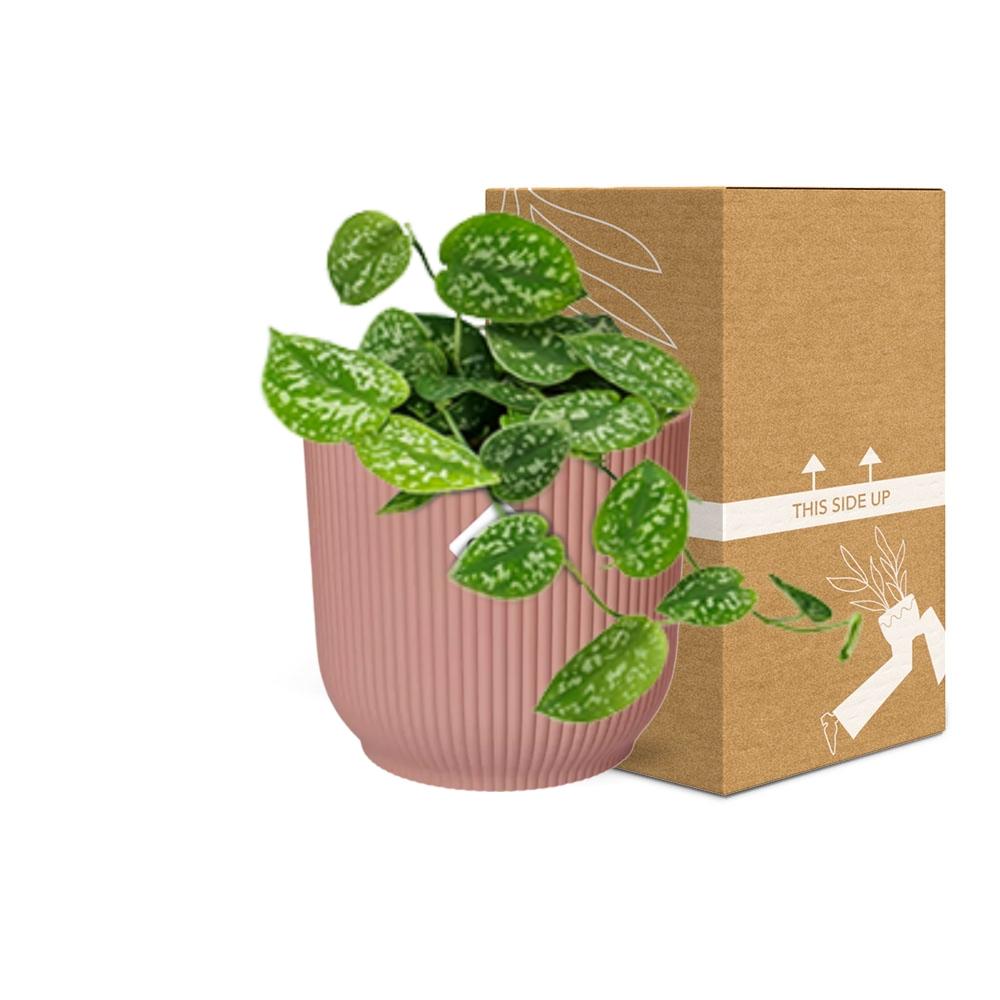 Scindapsus Pictus ‘Argyraeus’ in ELHO Vibes Fold 14cm rosa
