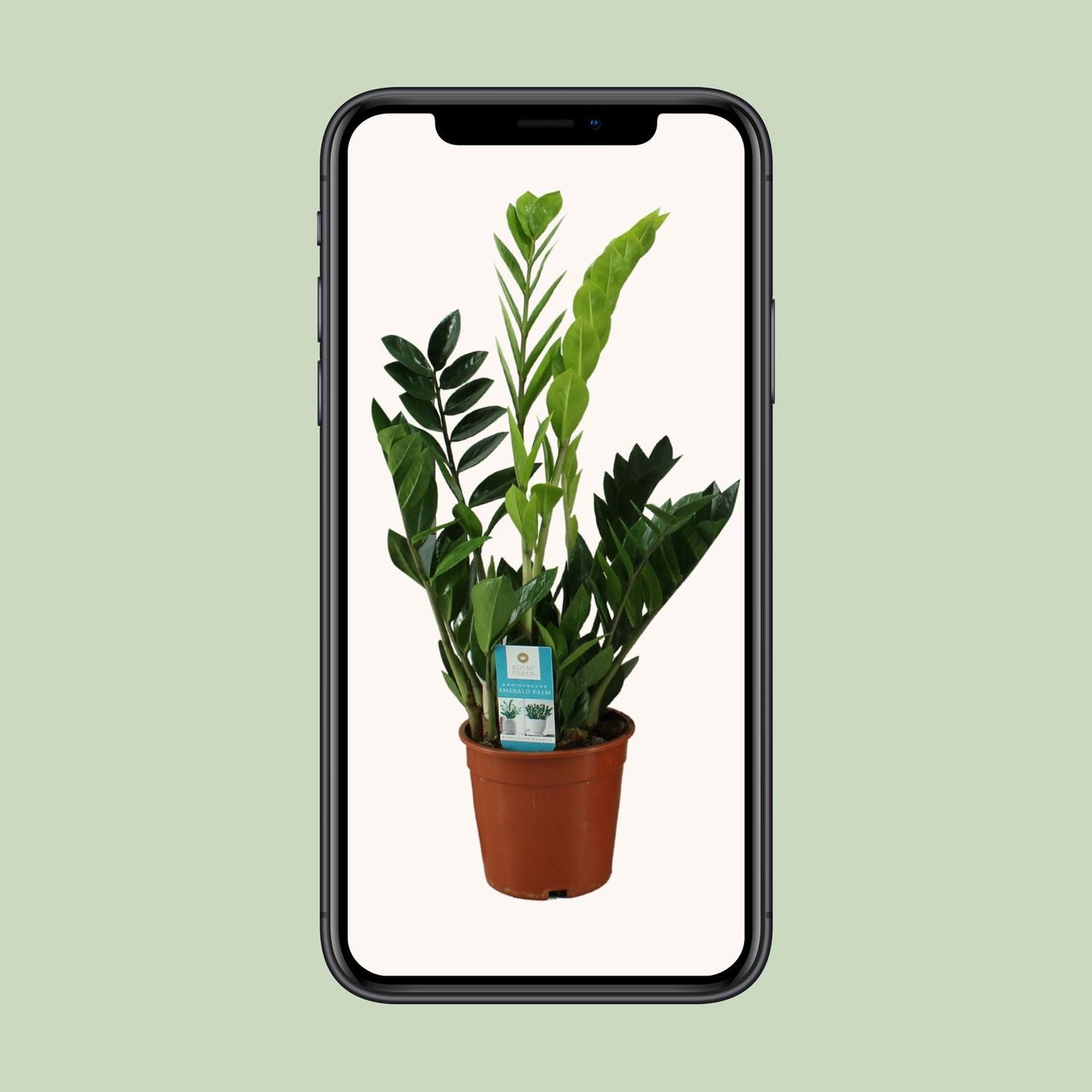 Zamioculcas Zamiifolia – Pflegeleichte Zimmerpflanze Ø17cm, 65cm hoch