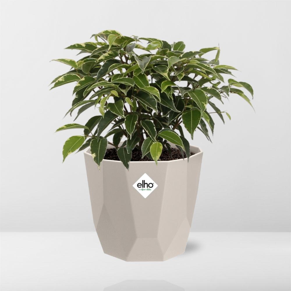 Ficus Benjamina Kinky im ELHO b.for rock Topf 14 cm warm grey