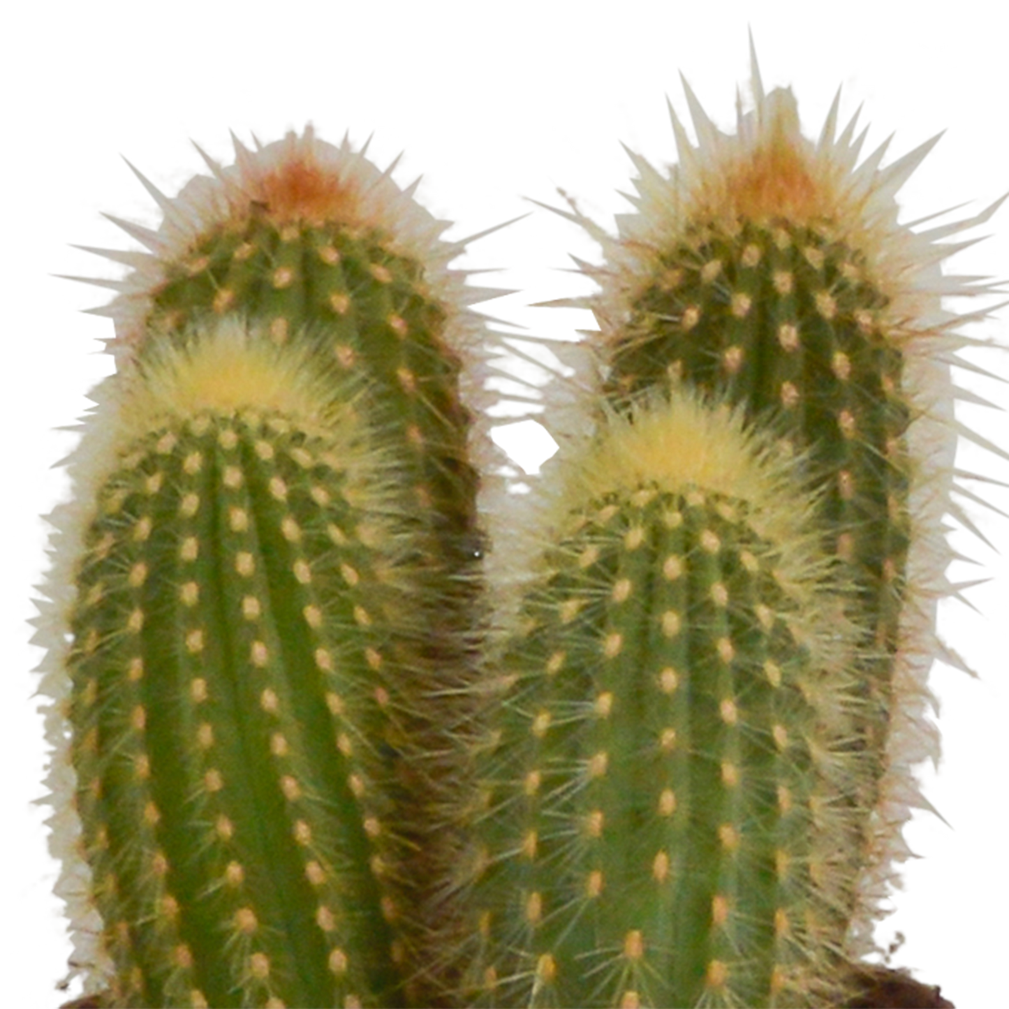 Cereus-Mischung 3er-Set im Terrakotta-Topf 10,5 cm