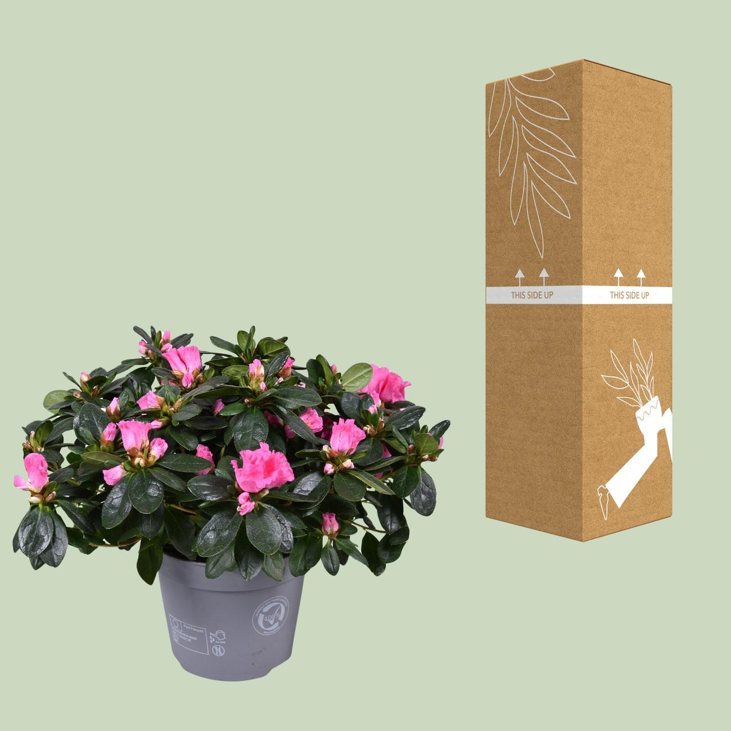 Azalee Rose Vogel – Pflegeleichte Blütenpracht Ø14cm