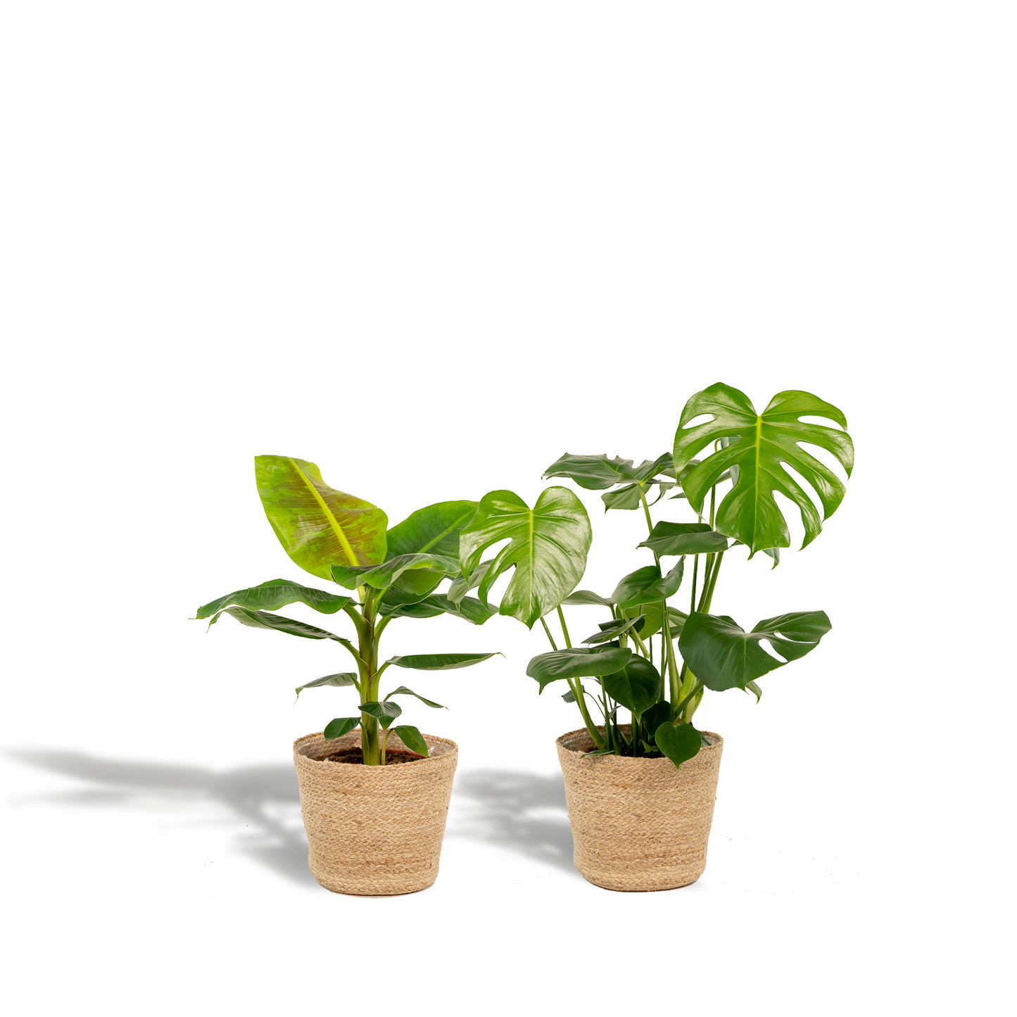 Monstera Deliciosa & Musa Dwarf Cavendish im Korb Ø21cm