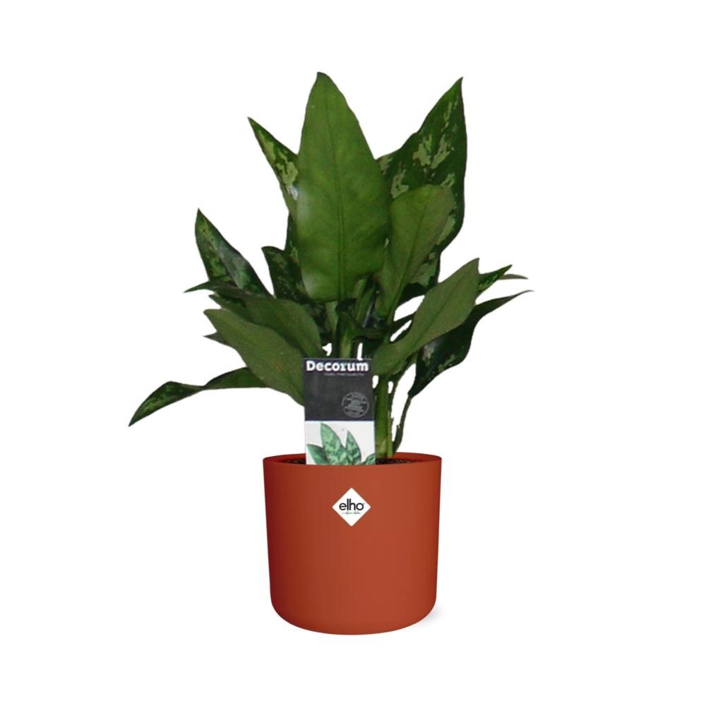Aglaonema Maria – Pflegeleichte Design-Zimmerpflanze 14cm