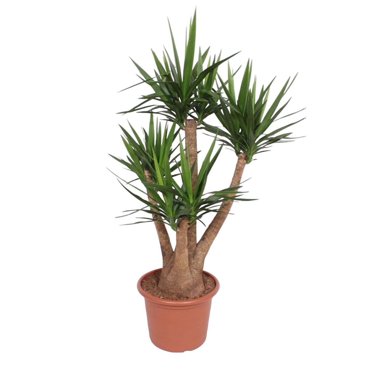Yucca Elephantipes vertakt – 170 cm, ø45 cm