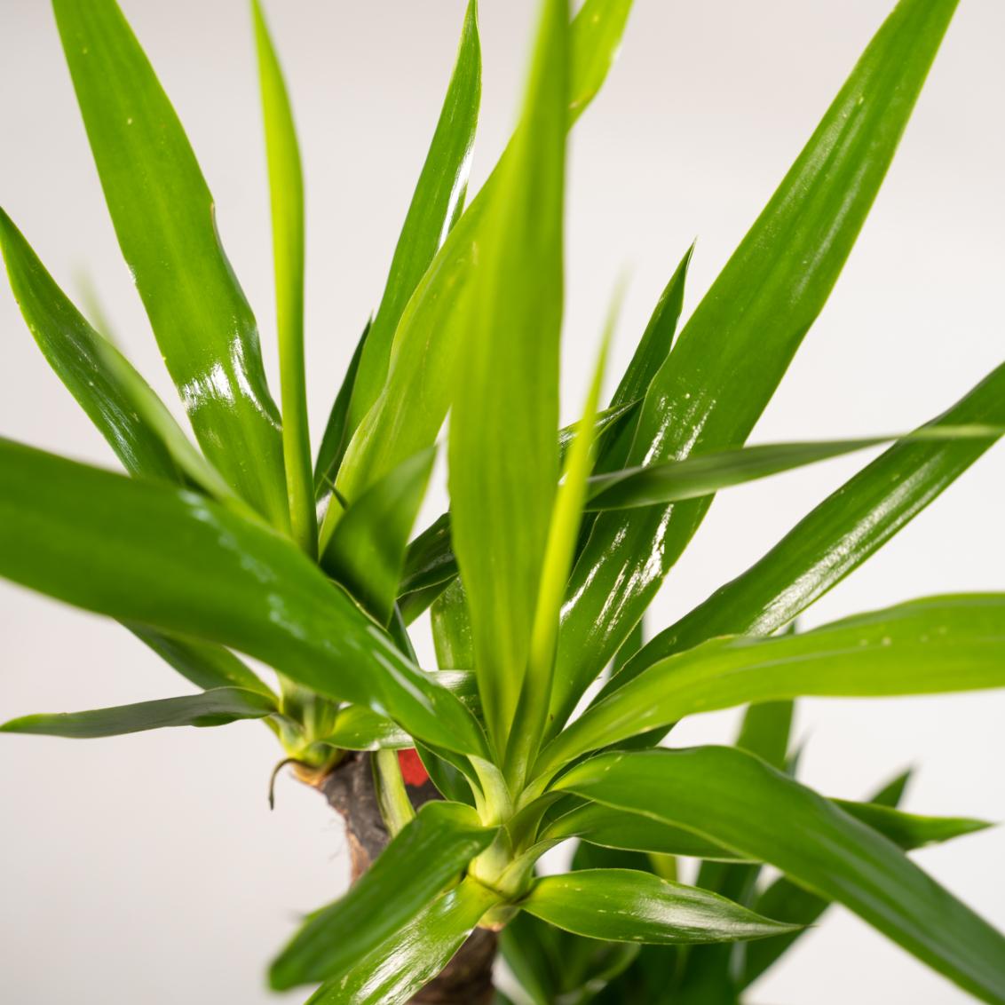 Yucca Palmlilie mit Korb – 100 cm – Ø21 cm