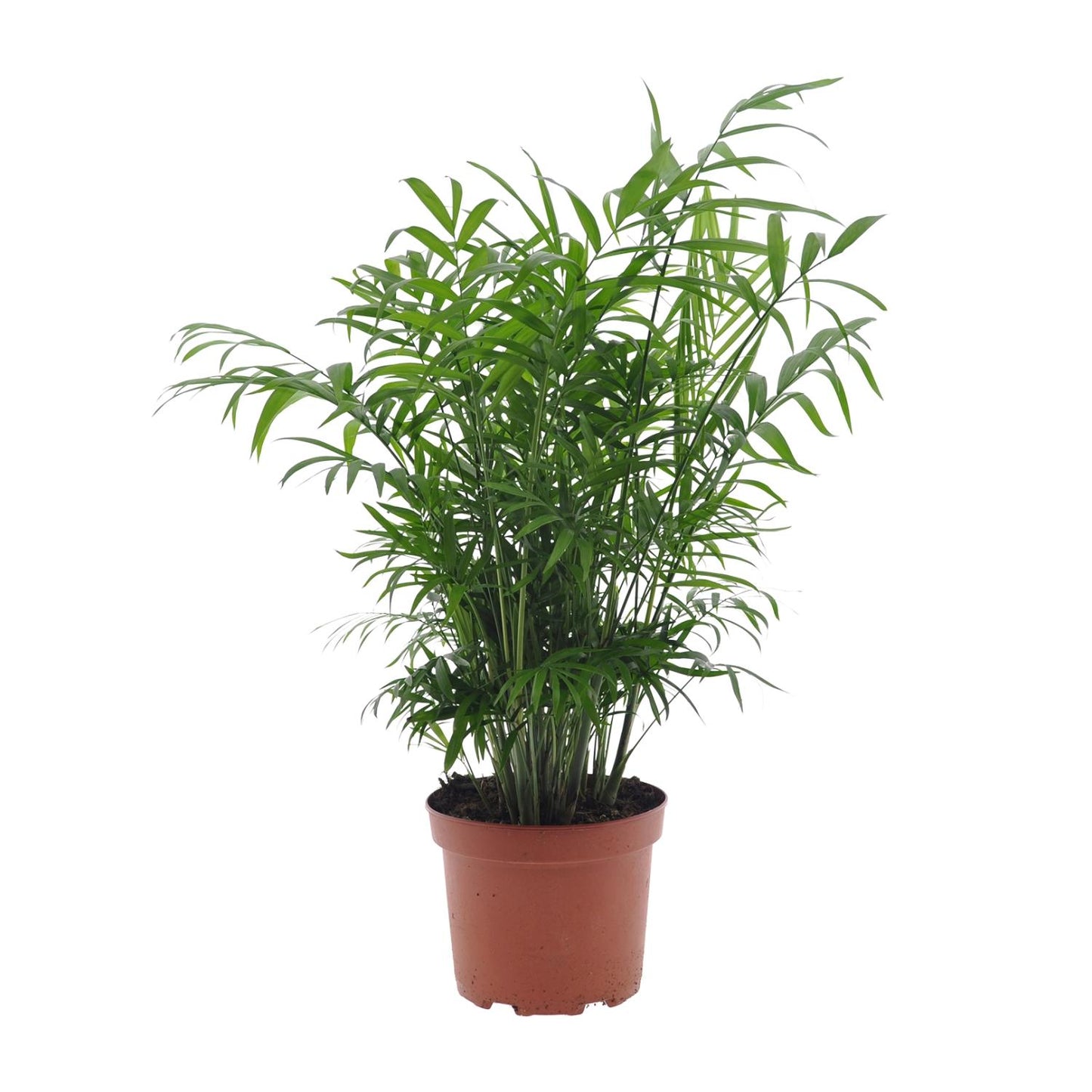 Chamaedorea Elegans – Zwergbernpalme Ø17cm, 50cm hoch