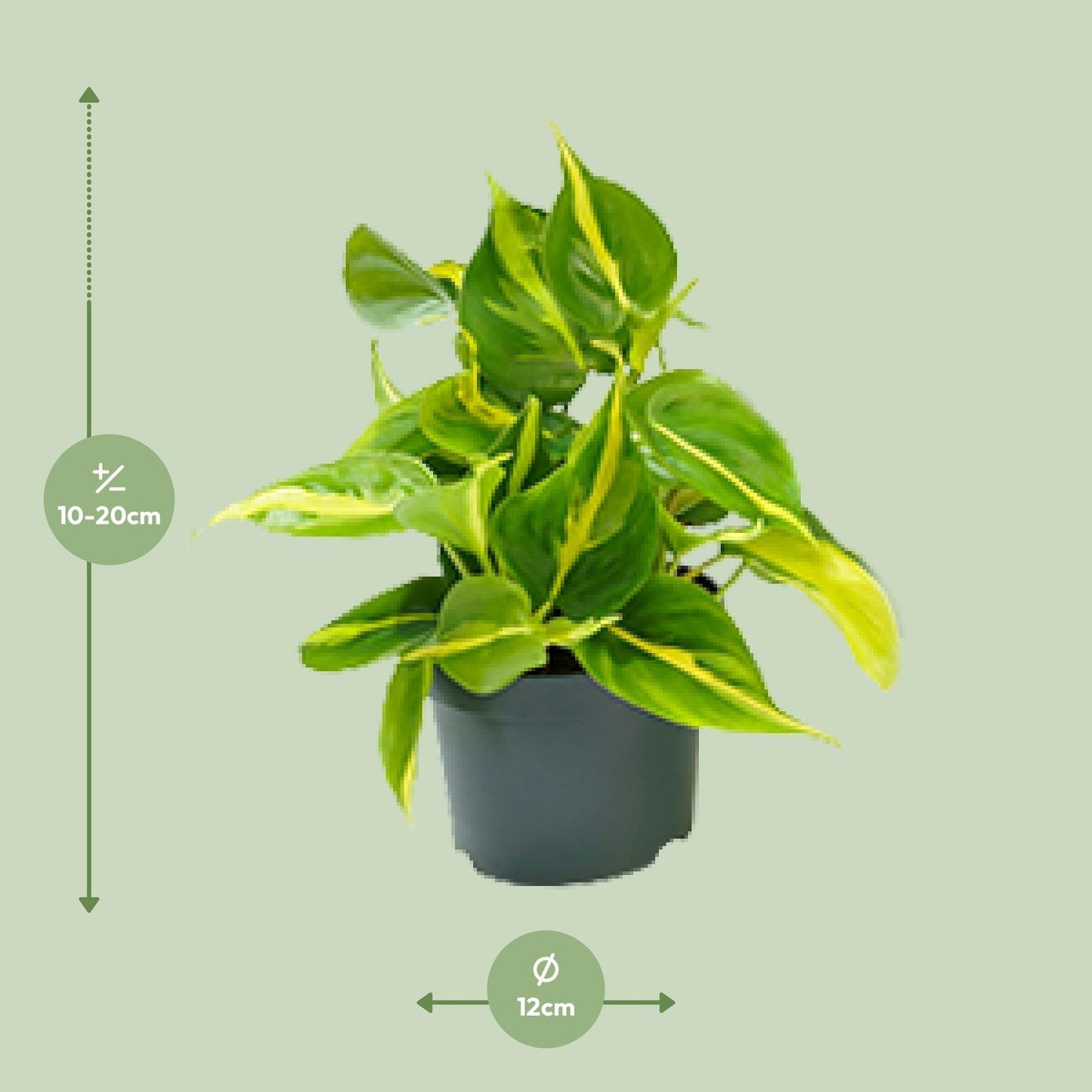 Philodendron Scandens Brasil – Pflegeleichte Zimmerpflanze Ø12cm