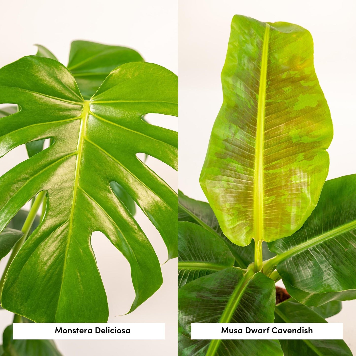 Monstera Deliciosa & Musa Dwarf Cavendish im Korb Ø21cm