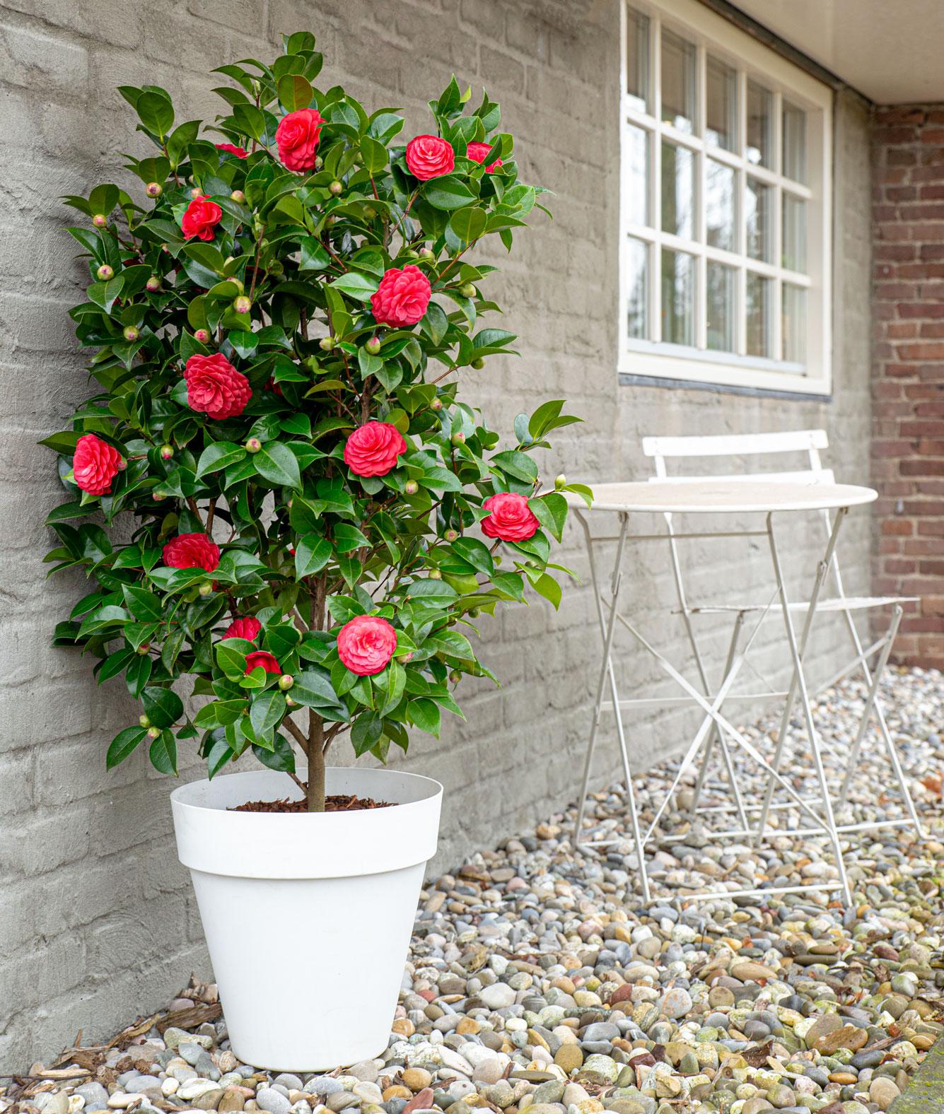 Camellia japonica 'Black Lace' – Eleganter immergrüner Strauch