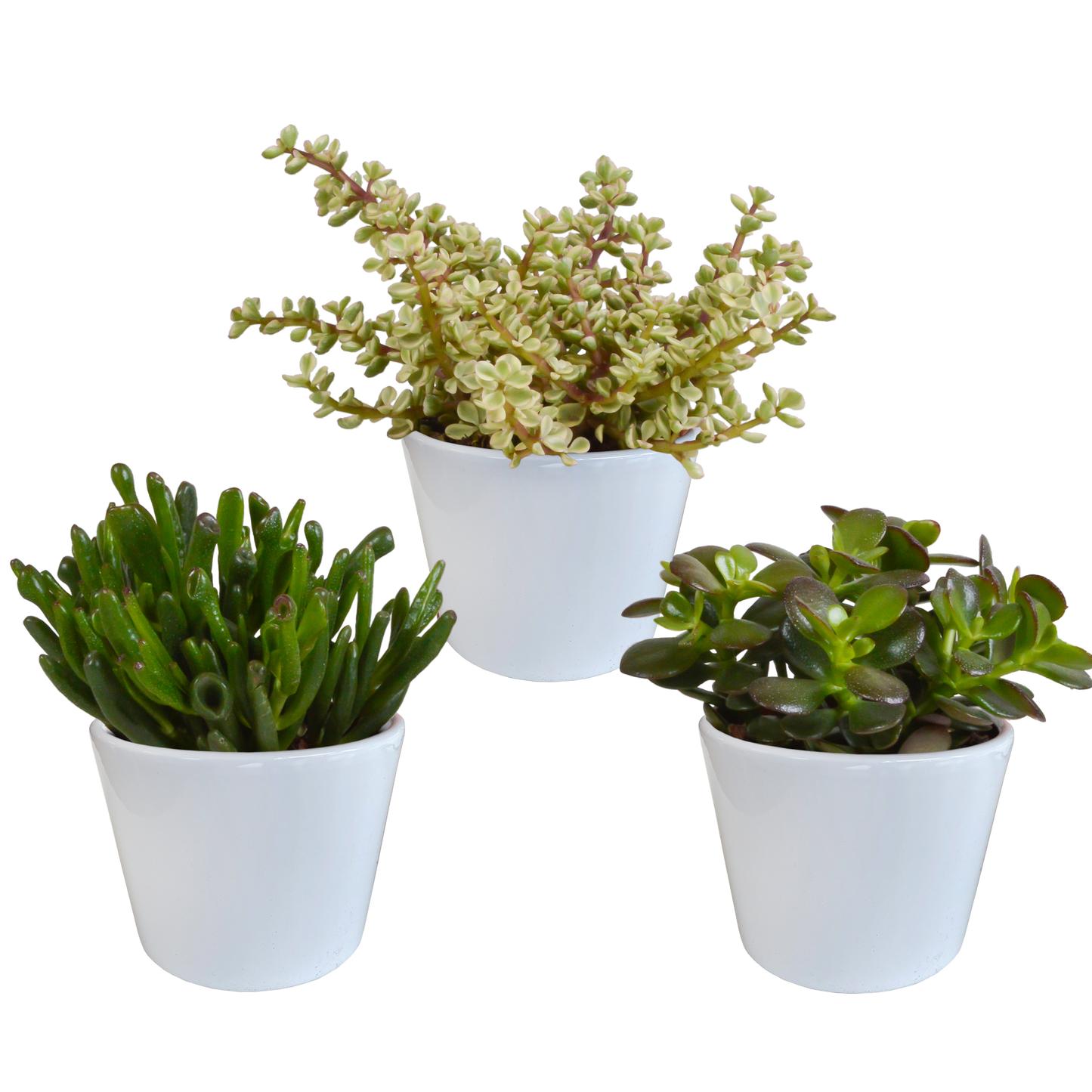 Crassula-Mischung 3er Set in weißem Topf 10,5 cm