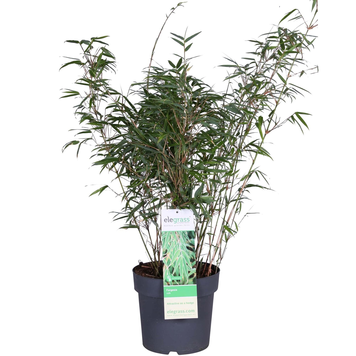 Fargesia rufa Bambus – kompakt & pflegeleicht Ø29cm