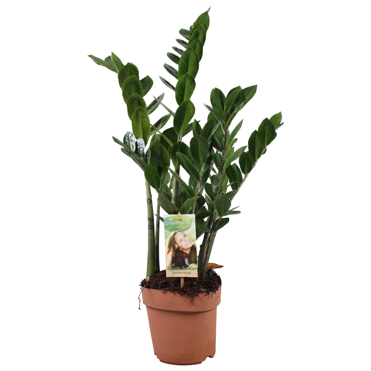 Zamioculcas (ZZ-Pflanze) 80-85 cm im Ø17 cm Topf