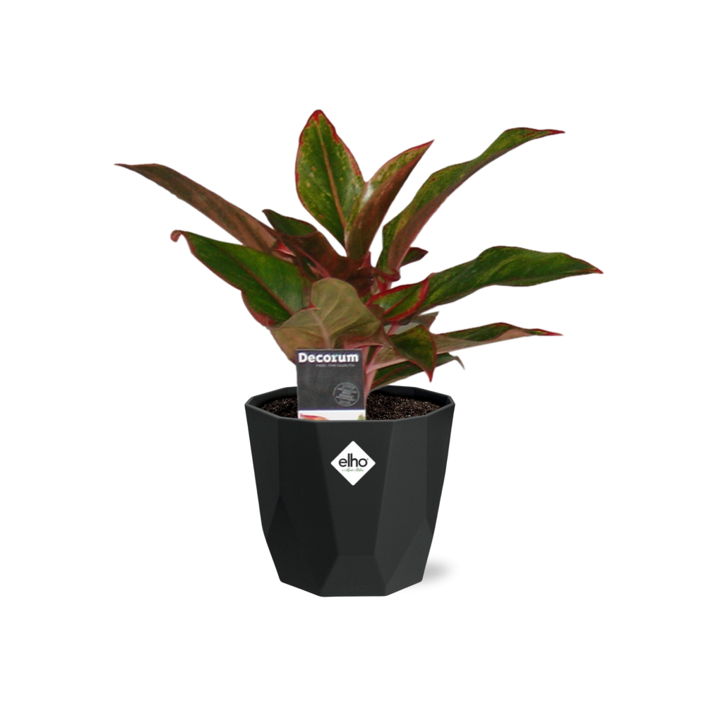 Aglaonema Crete – Pflegeleichte Zimmerpflanze im 14cm Topf