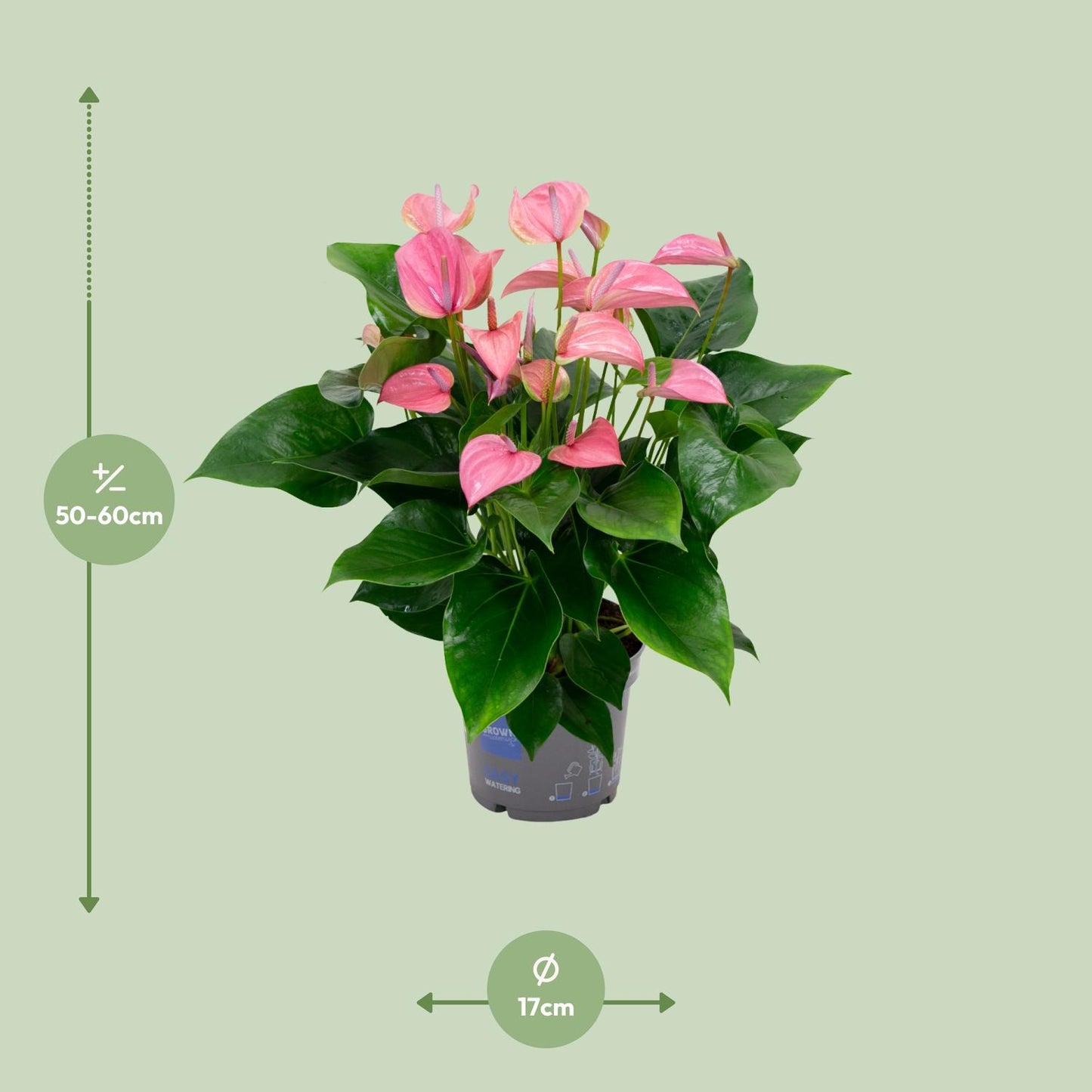 Anthurium KARMA Joli – Elegante Zimmerpflanze Ø17cm