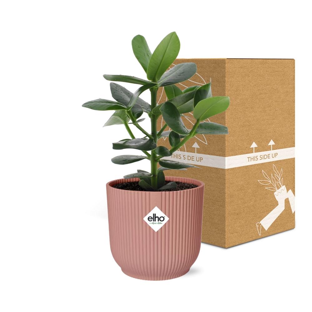 Clusia Princess im ELHO Vibes Fold 14cm Topf rosa