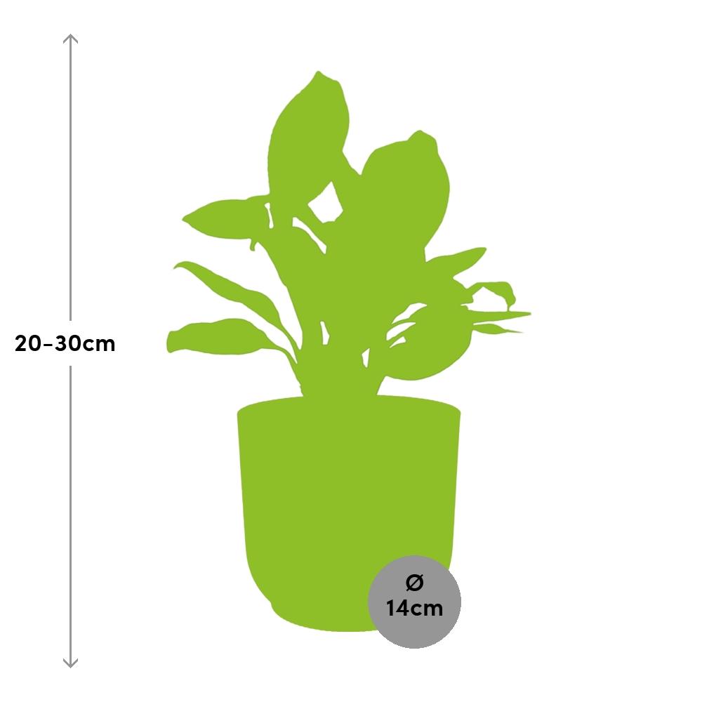 Aglaonema Christina in ELHO Vibes Fold 14cm rosa – pflegeleicht & elegant