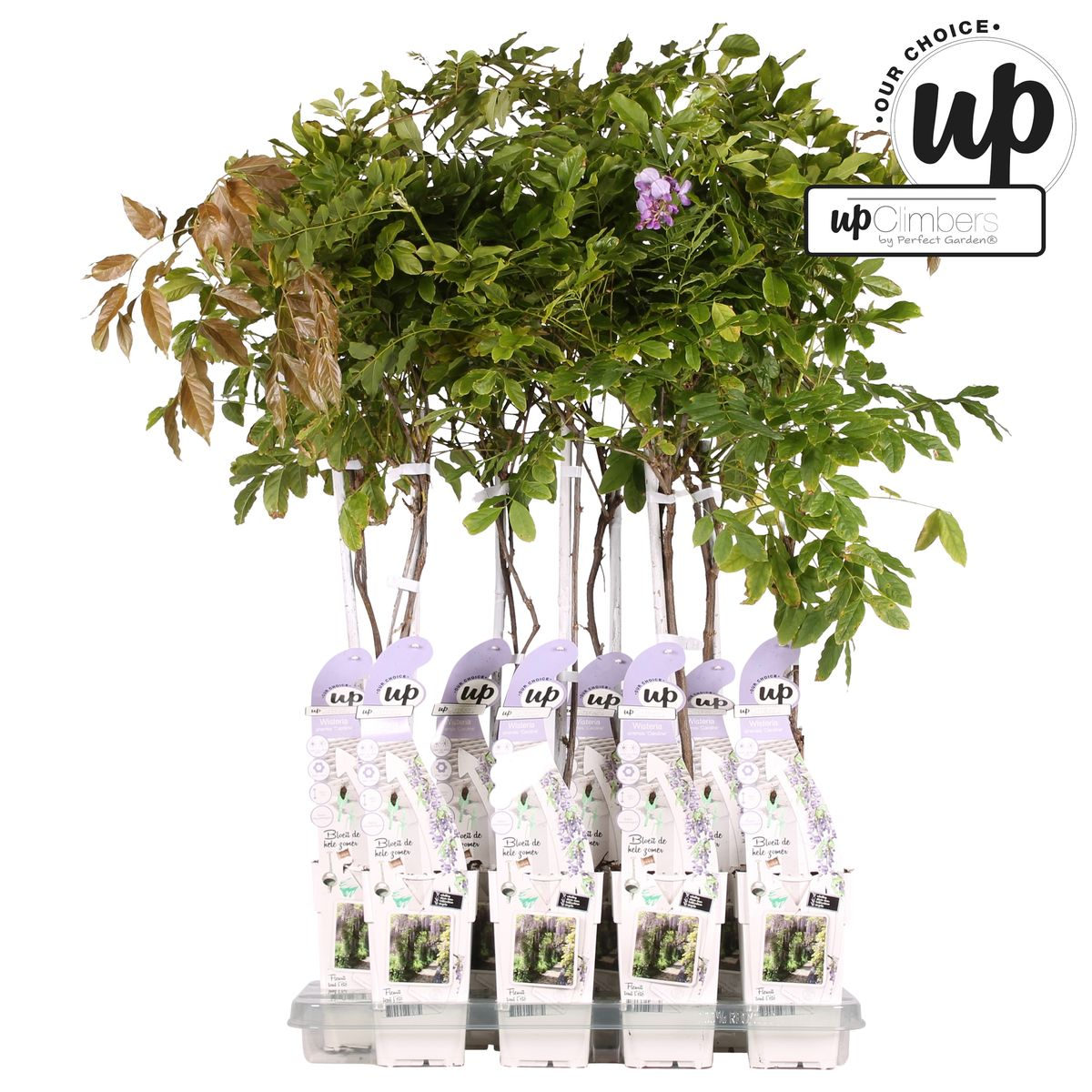 Wisteria sinensis Caroline – Purpurner Regen – Ø15cm Topf
