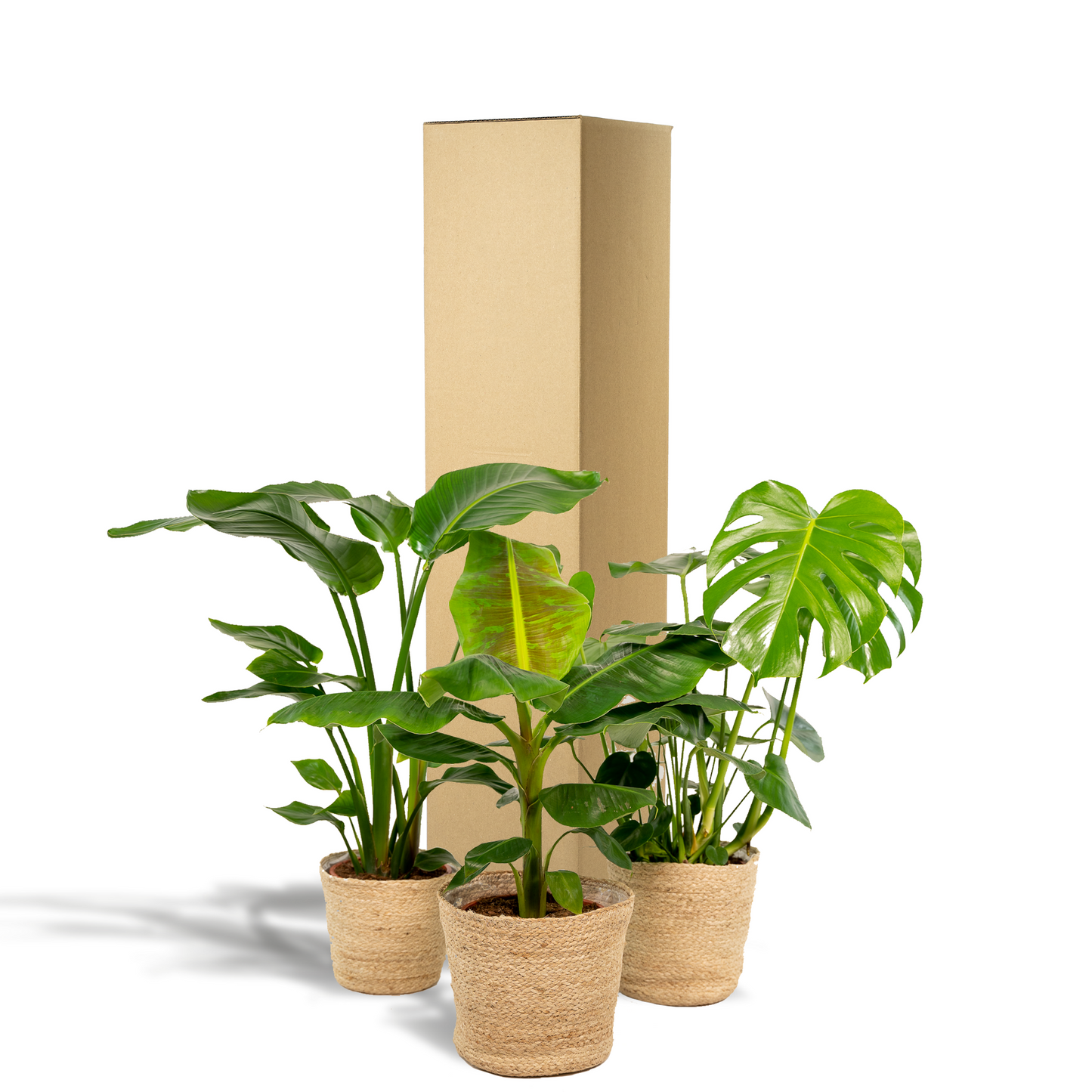 Exklusives Zimmerpflanzen-Set mit Monstera, Alocasia & Strelitzia im Korb