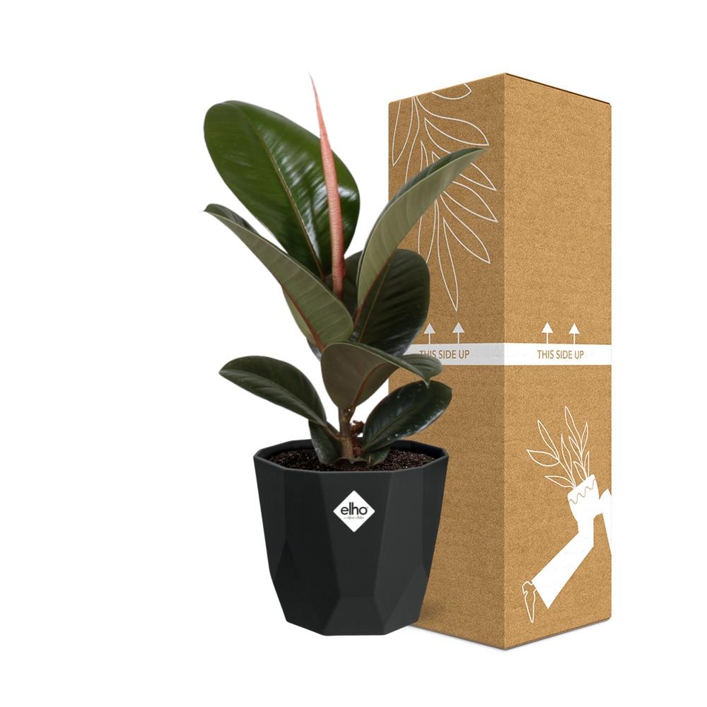 Ficus Elastica ‘Robusta’ – Pflegeleichter Feigenbaum in schwarzem Topf