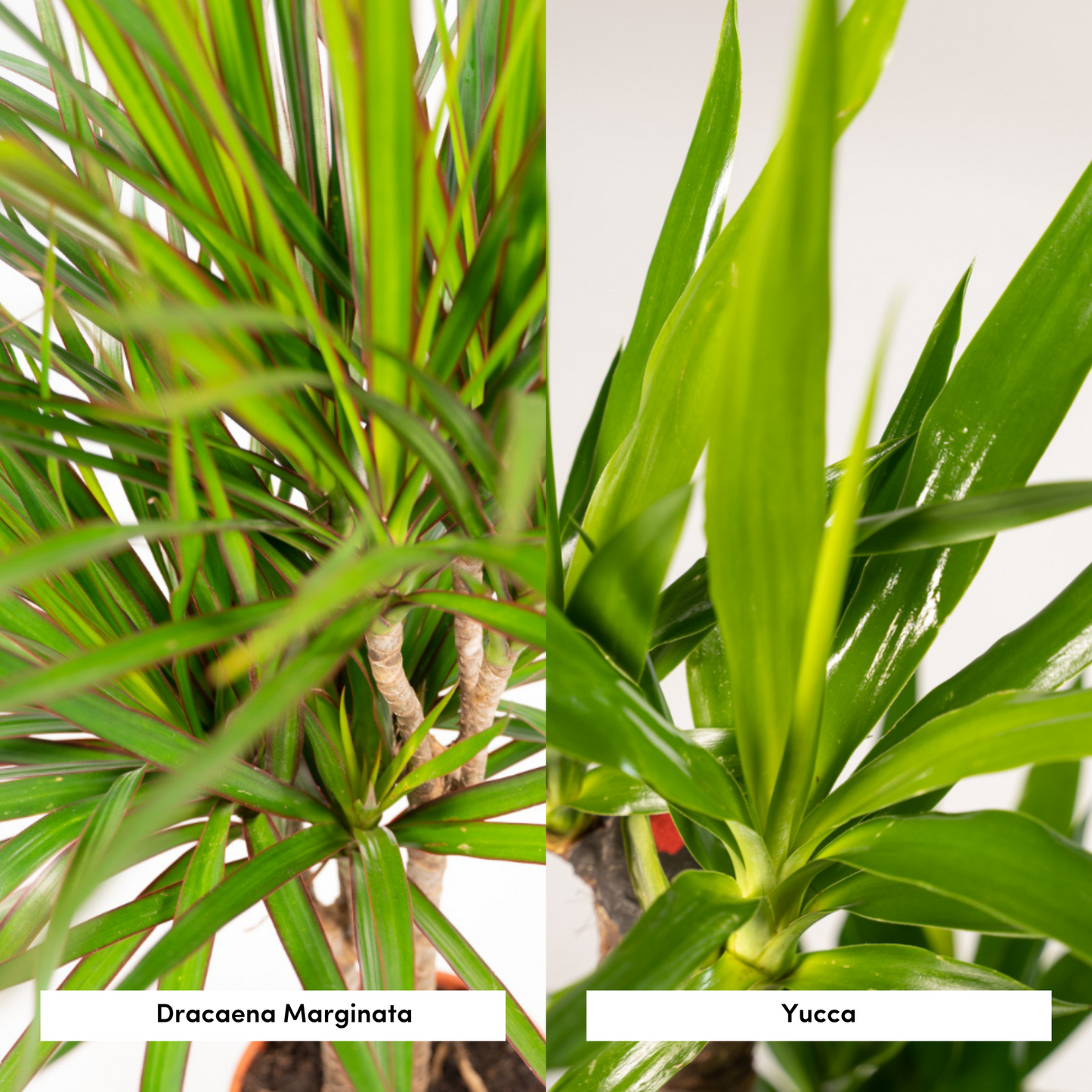 Dracaena & Yucca Set – Exotische XXL Zimmerpflanzen