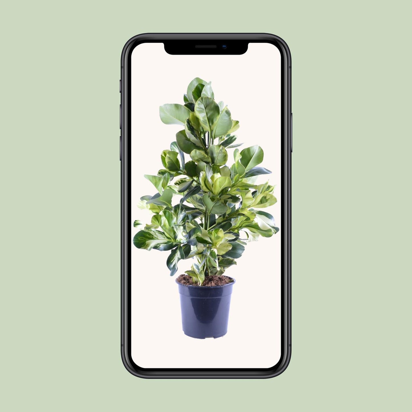 Clusia Rosea White Star – Pflegeleichter Autogrammbaum Ø24cm