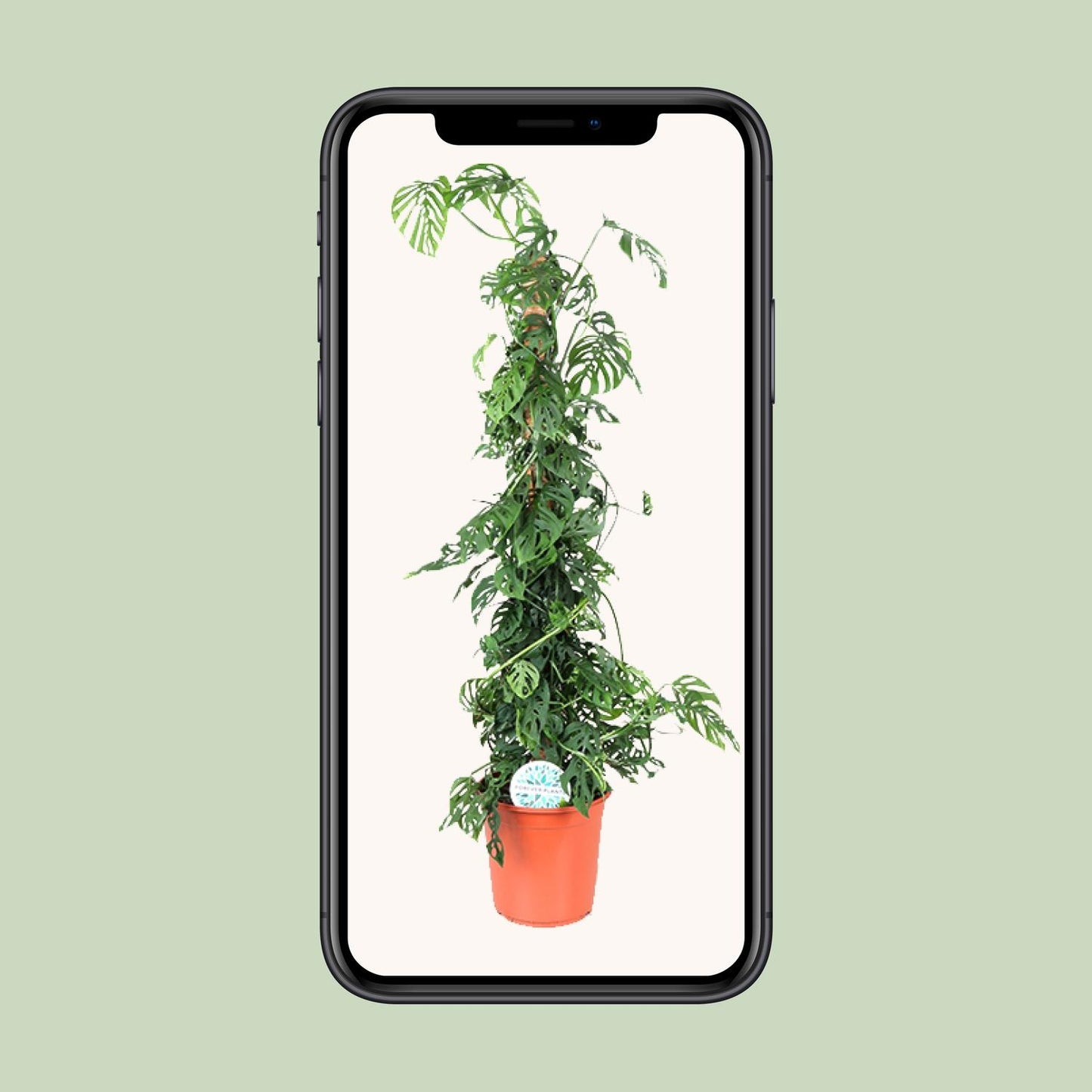 Monstera Monkey Leaf M – Pflegeleichte XL-Zimmerpflanze